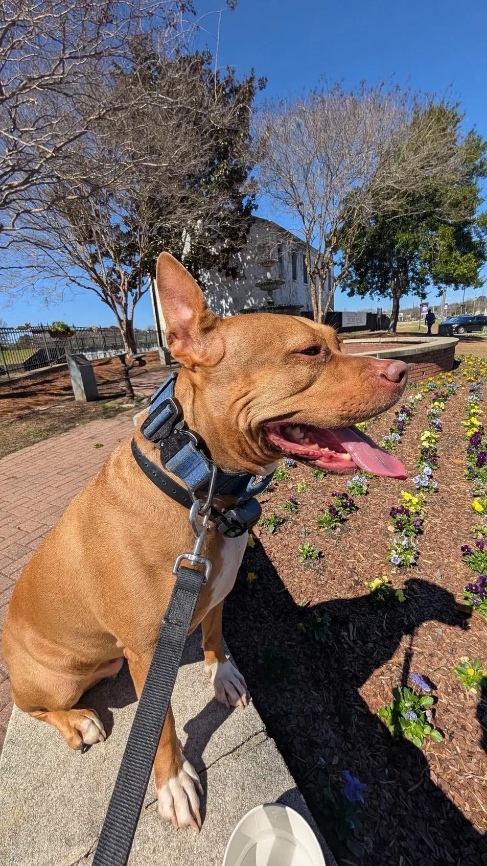 Lost Dog: Blue Collar, White Chest Patch