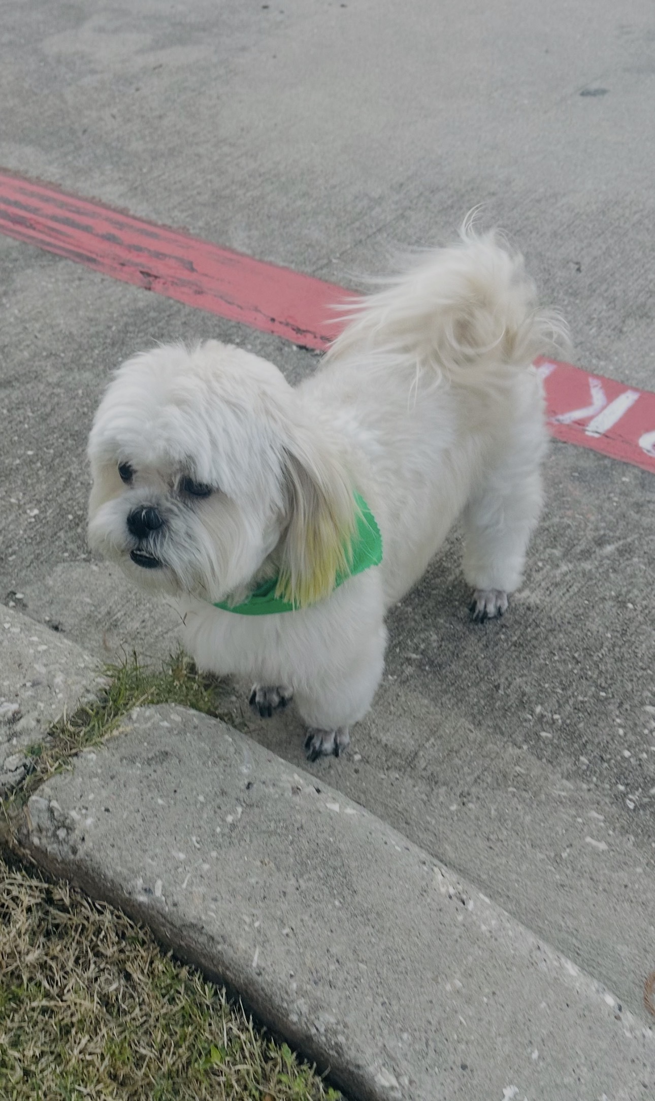 Lost White Shitzu with Green E...