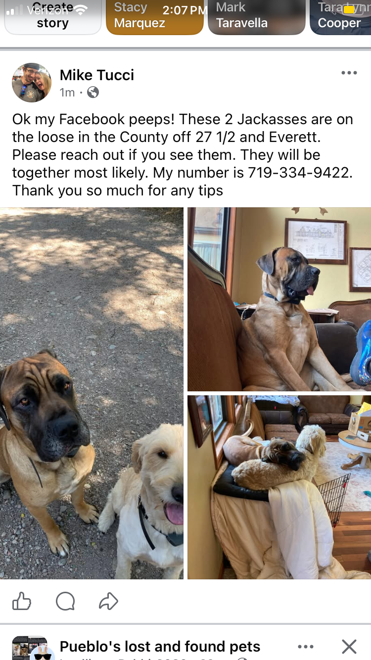 Lost Dogs: Cane Corso & Golden Doodle