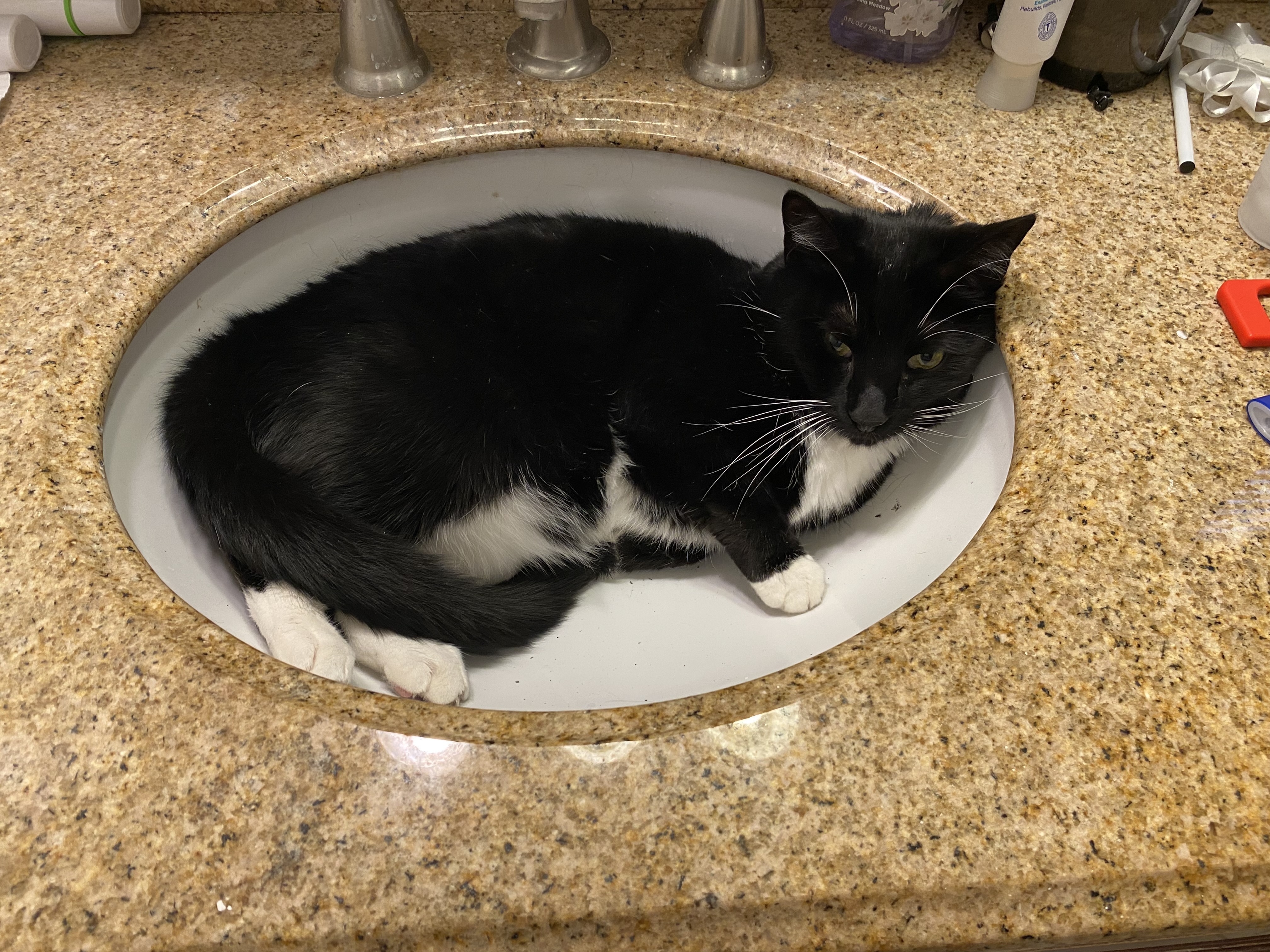 Lost Cat: Black & White Male on Concord Dr