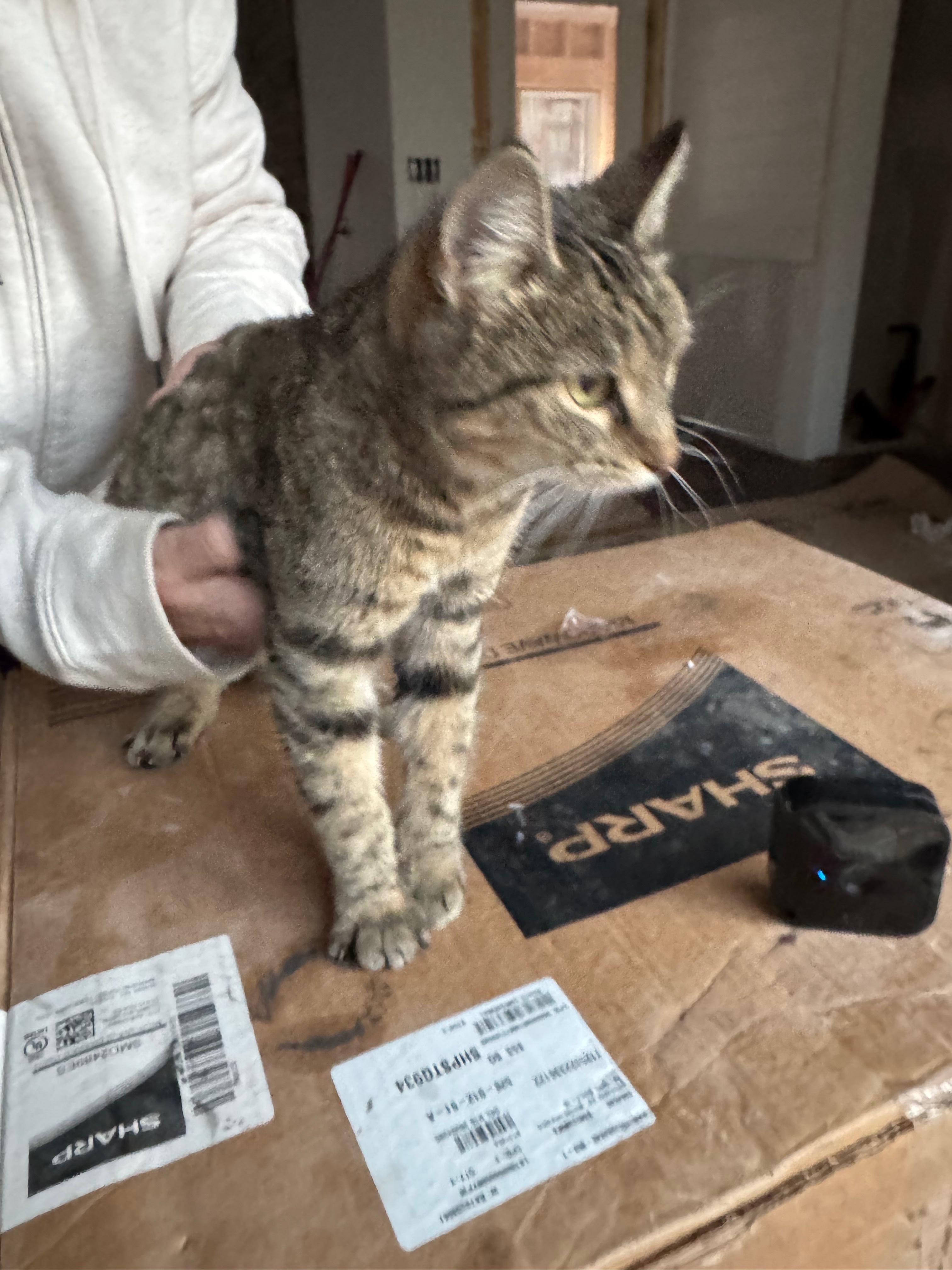 Friendly Young Cat Found in Wi...