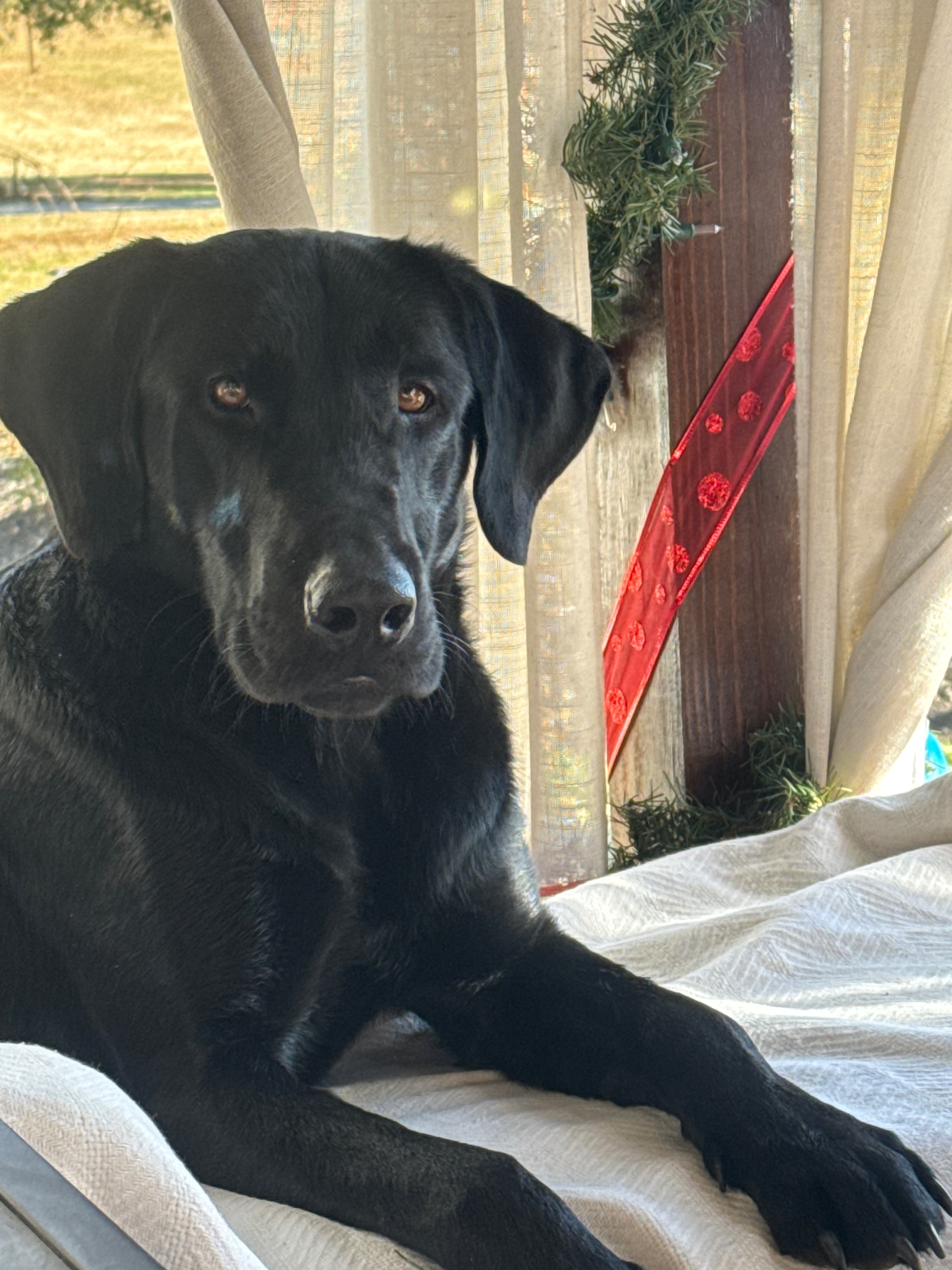 Found: Friendly Black Dog on P...