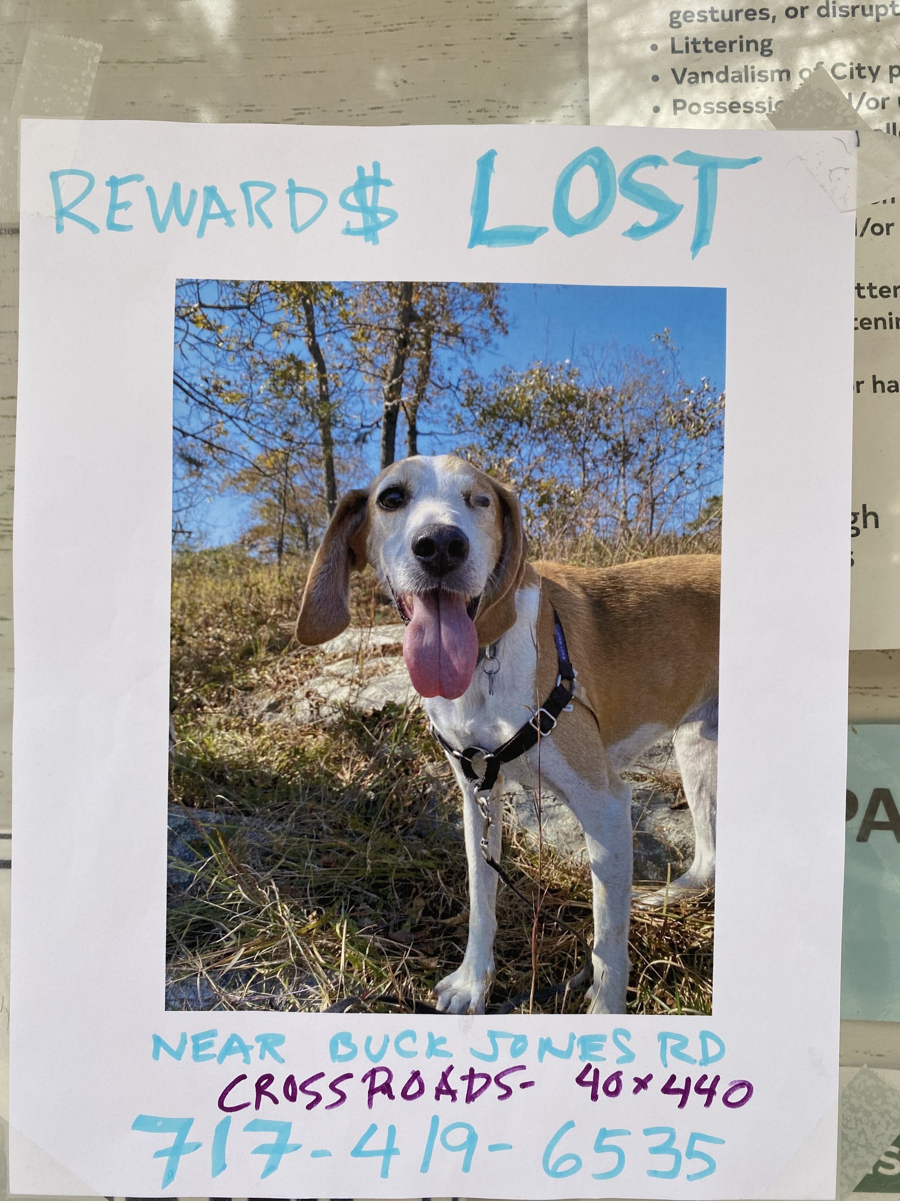Lost One-Eyed Hound: Friendly & Fast!
