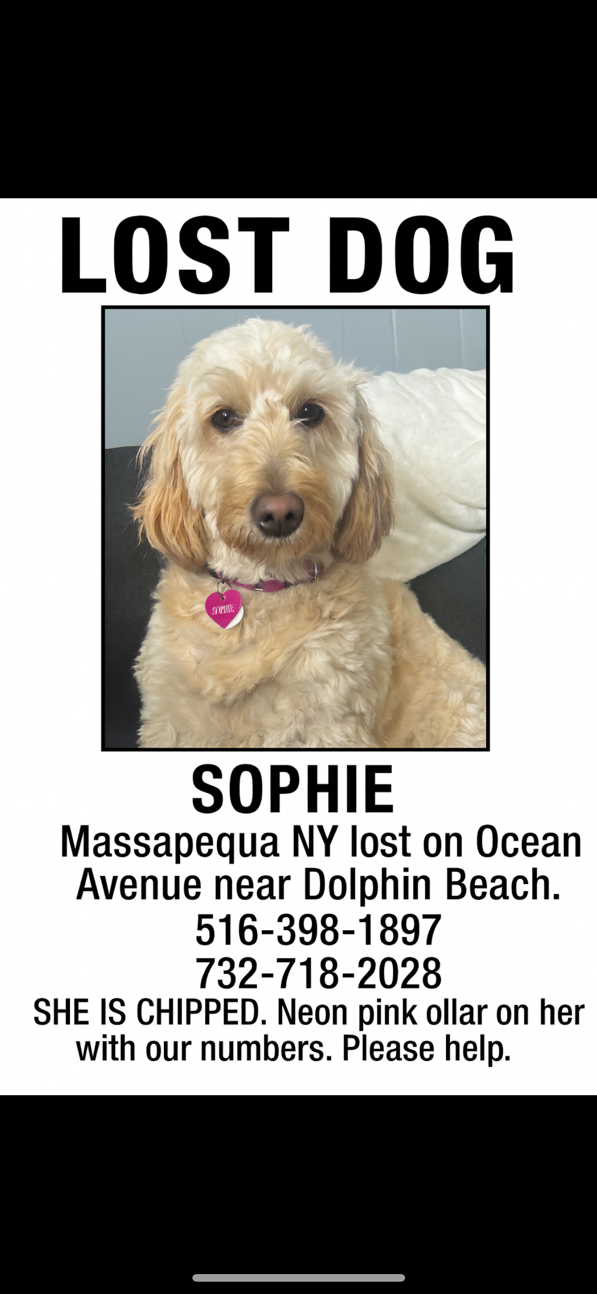 Lost: Timid Sand-Colored Dog, Sophie