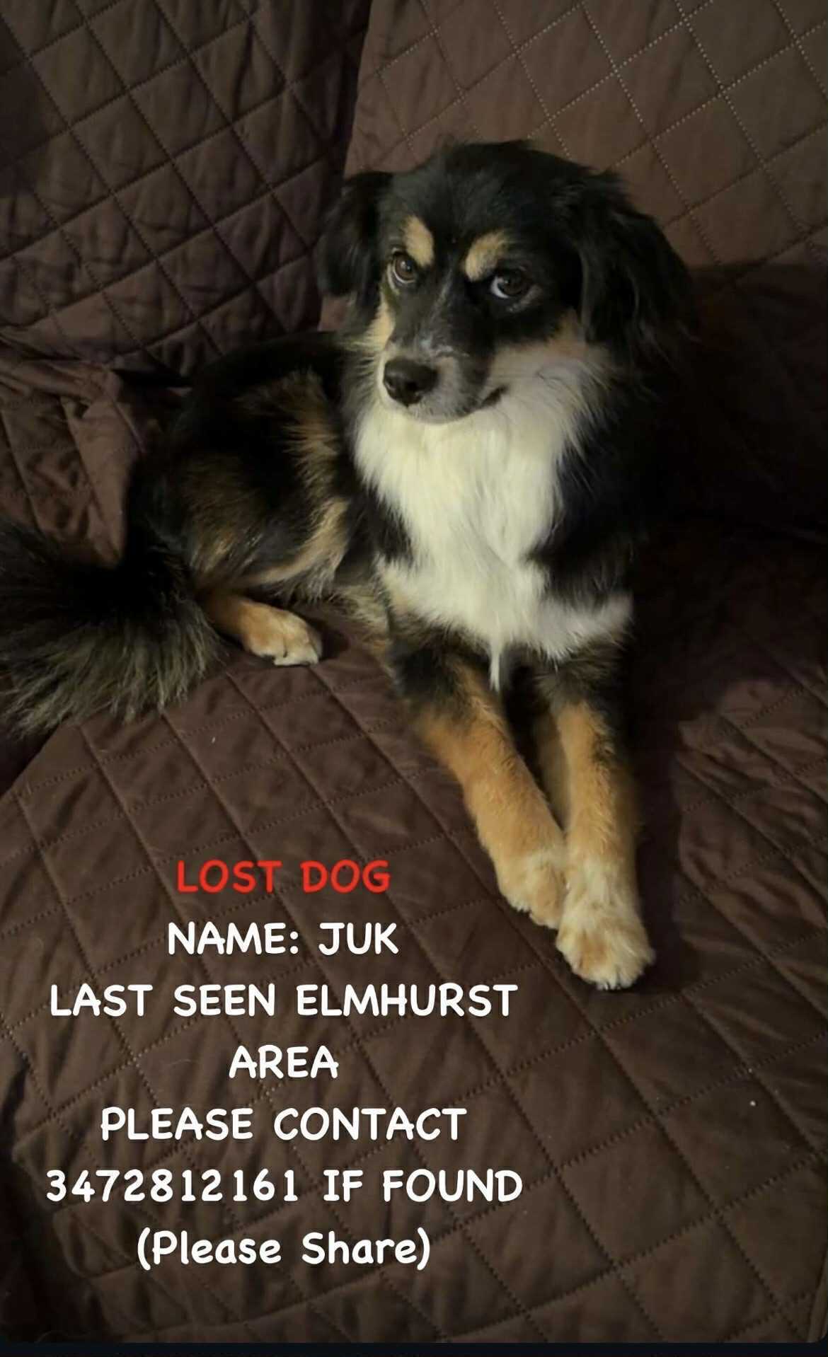 Lost Dog: Black, White, Brown - 51st Ave
