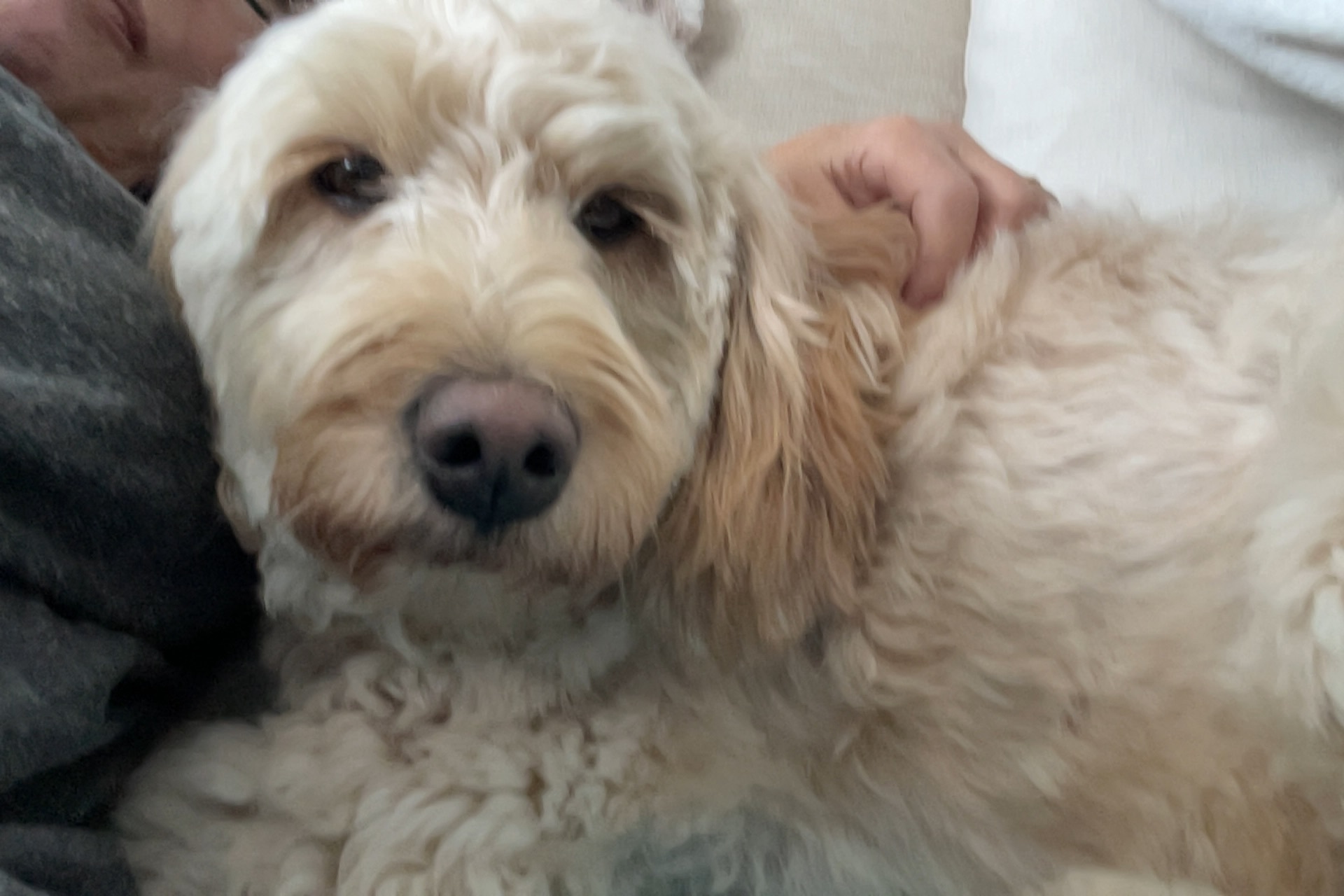 Lost Blonde Dog: Neon Pink Collar, Massapequa