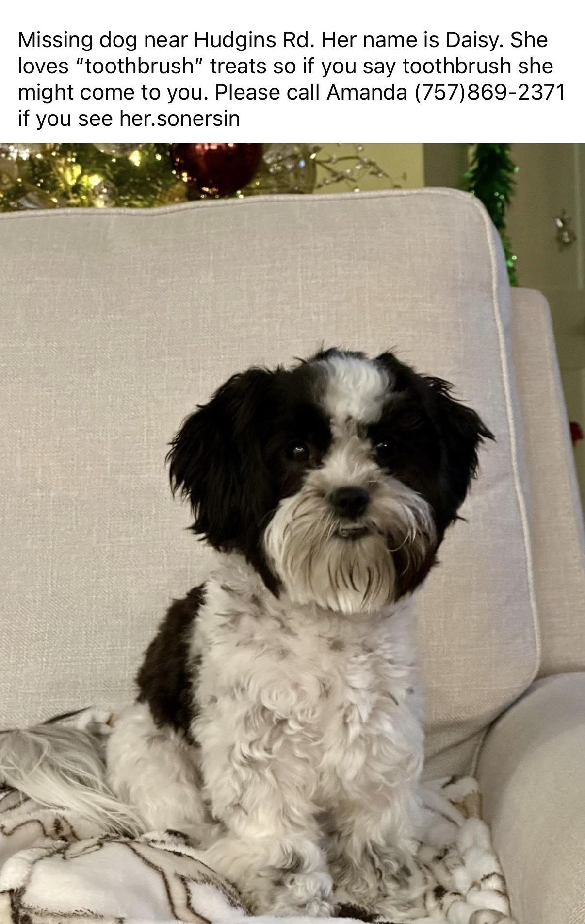 Lost 3lb Dog on Hudgins Rd, Poquoson