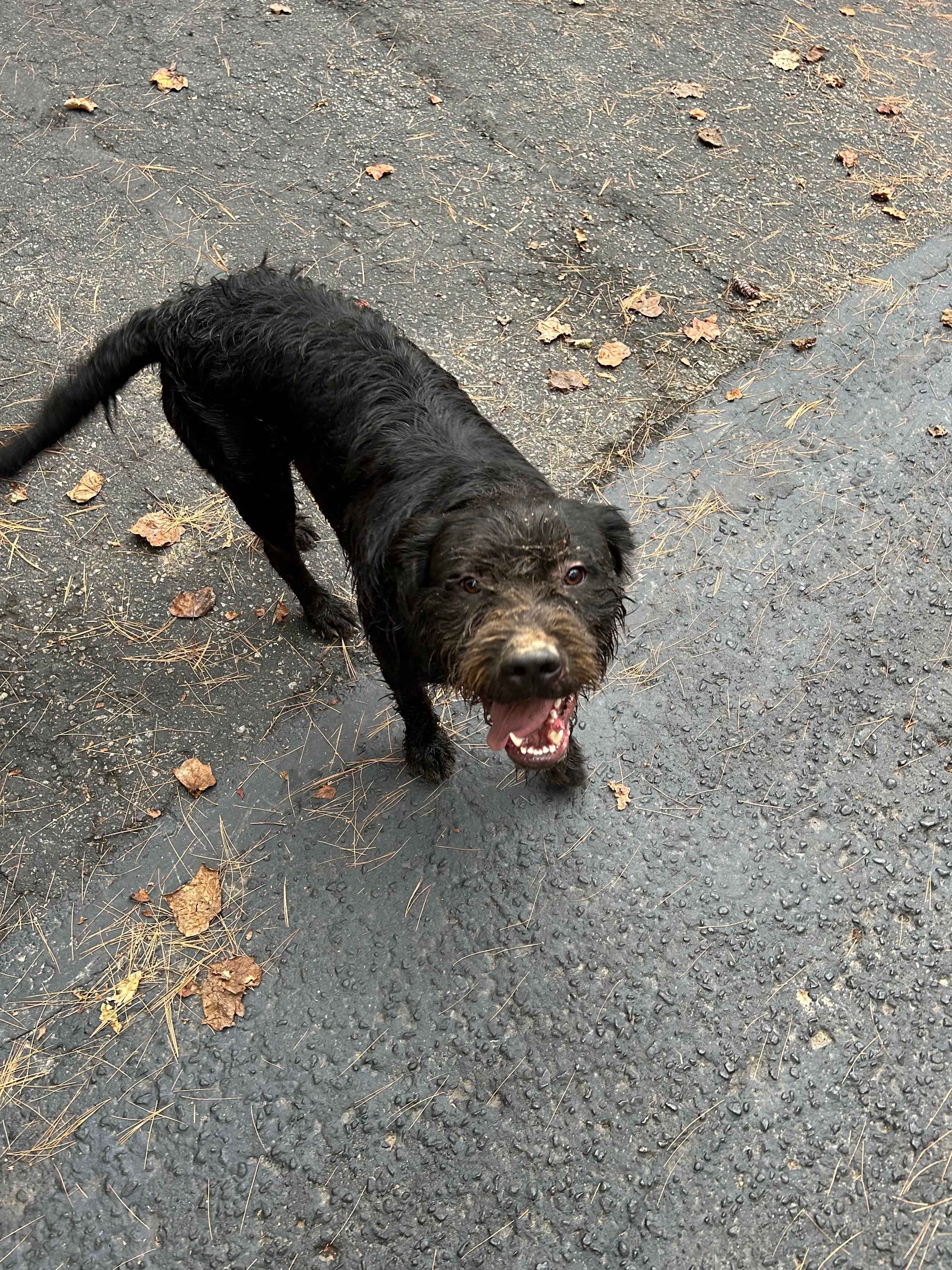 Lost Sweet Clyde: Black Dog, White Tail