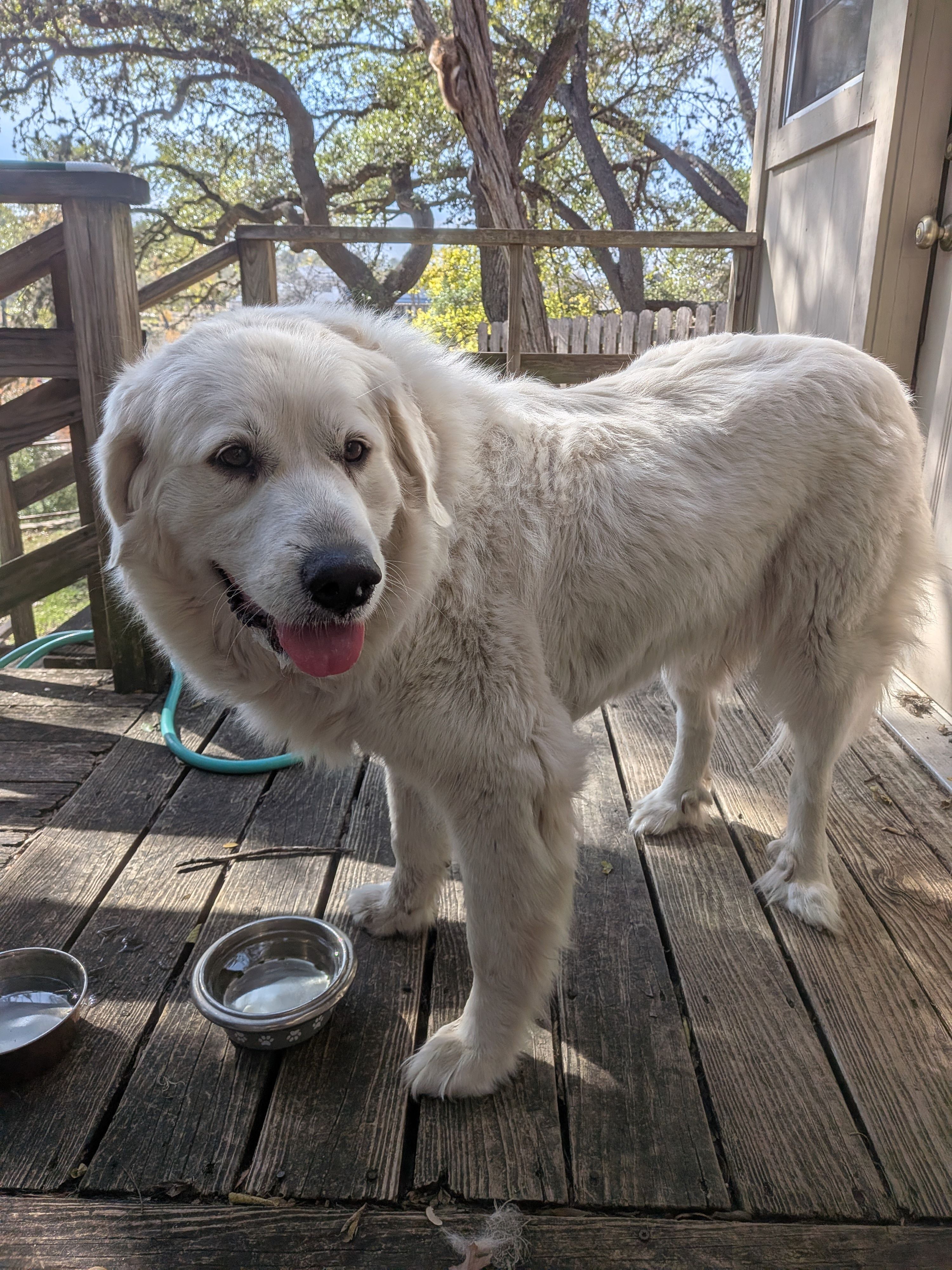 Friendly Found Dog in Wimberle...