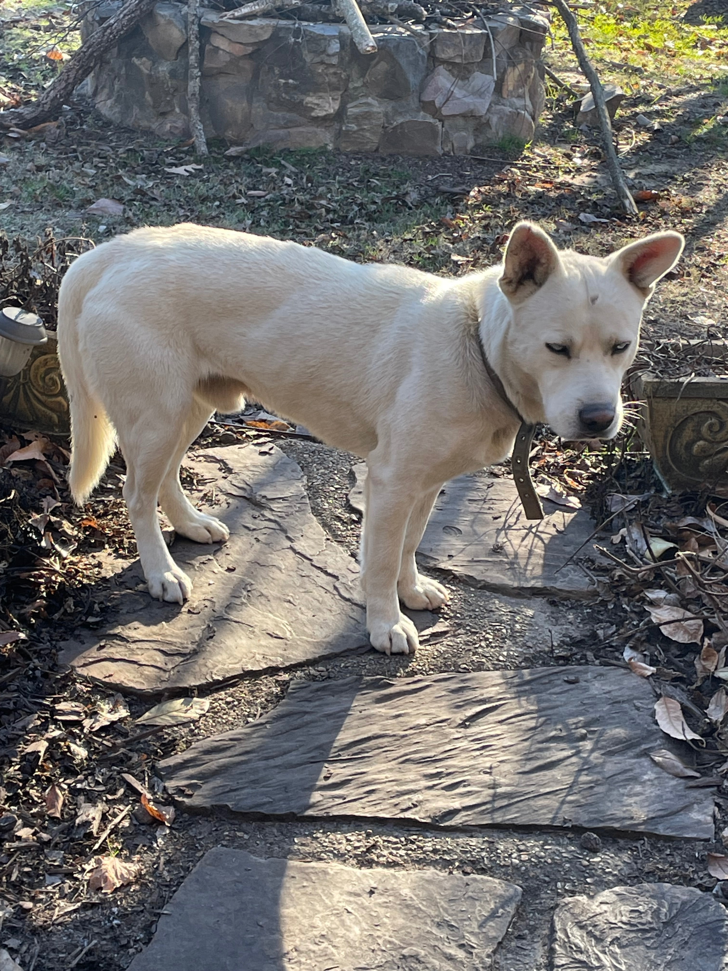 Found: White Dog with Blue Eye...