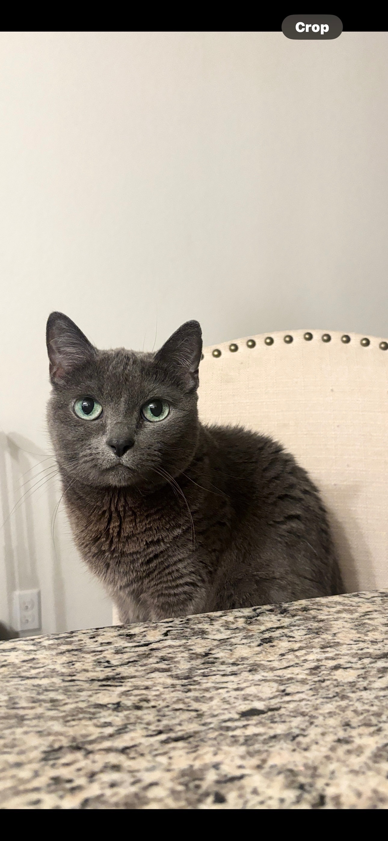 Lost Grey Cat Nori in North Valley, PHX
