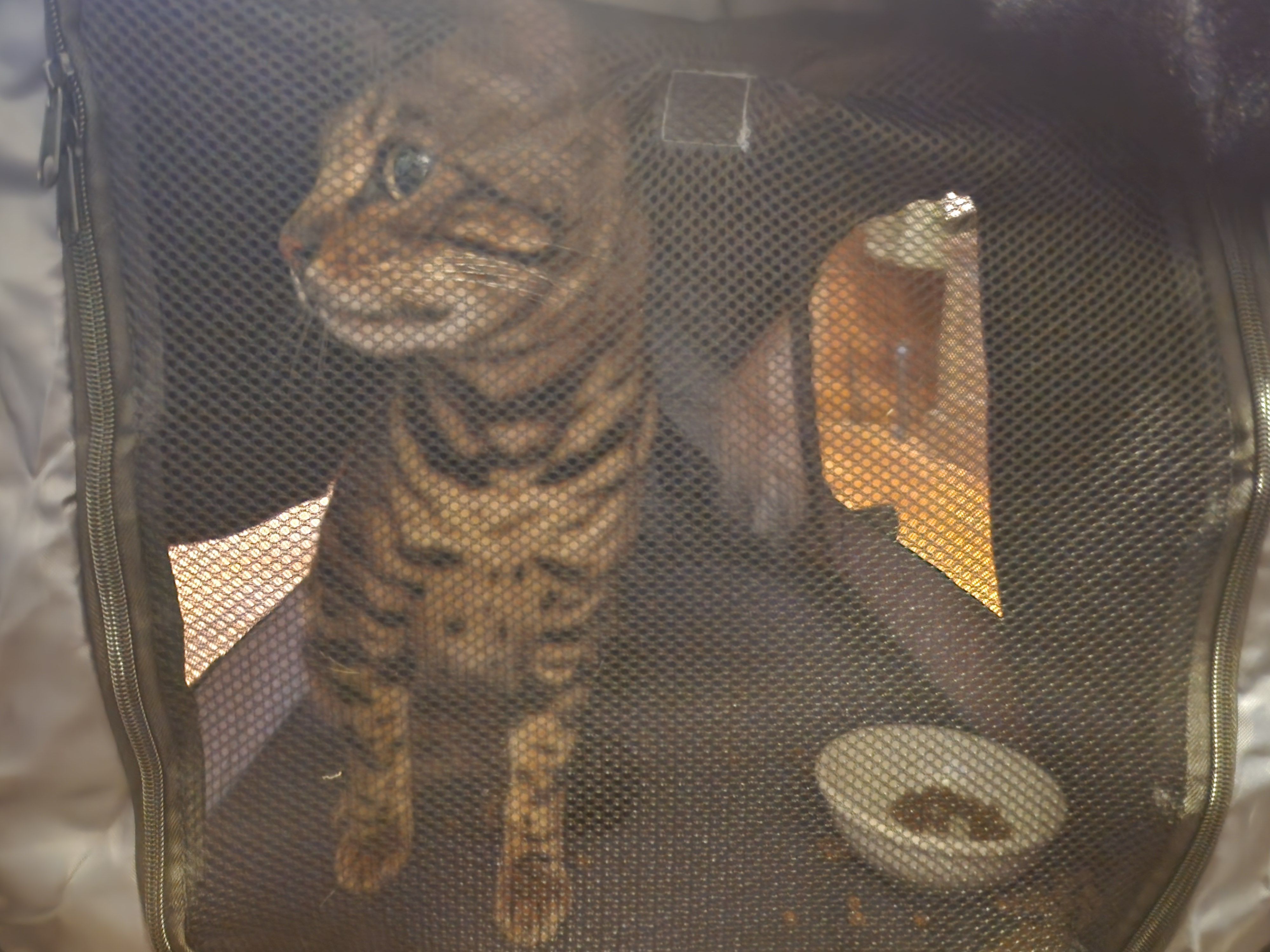 Found: Friendly Cat on Meder R...