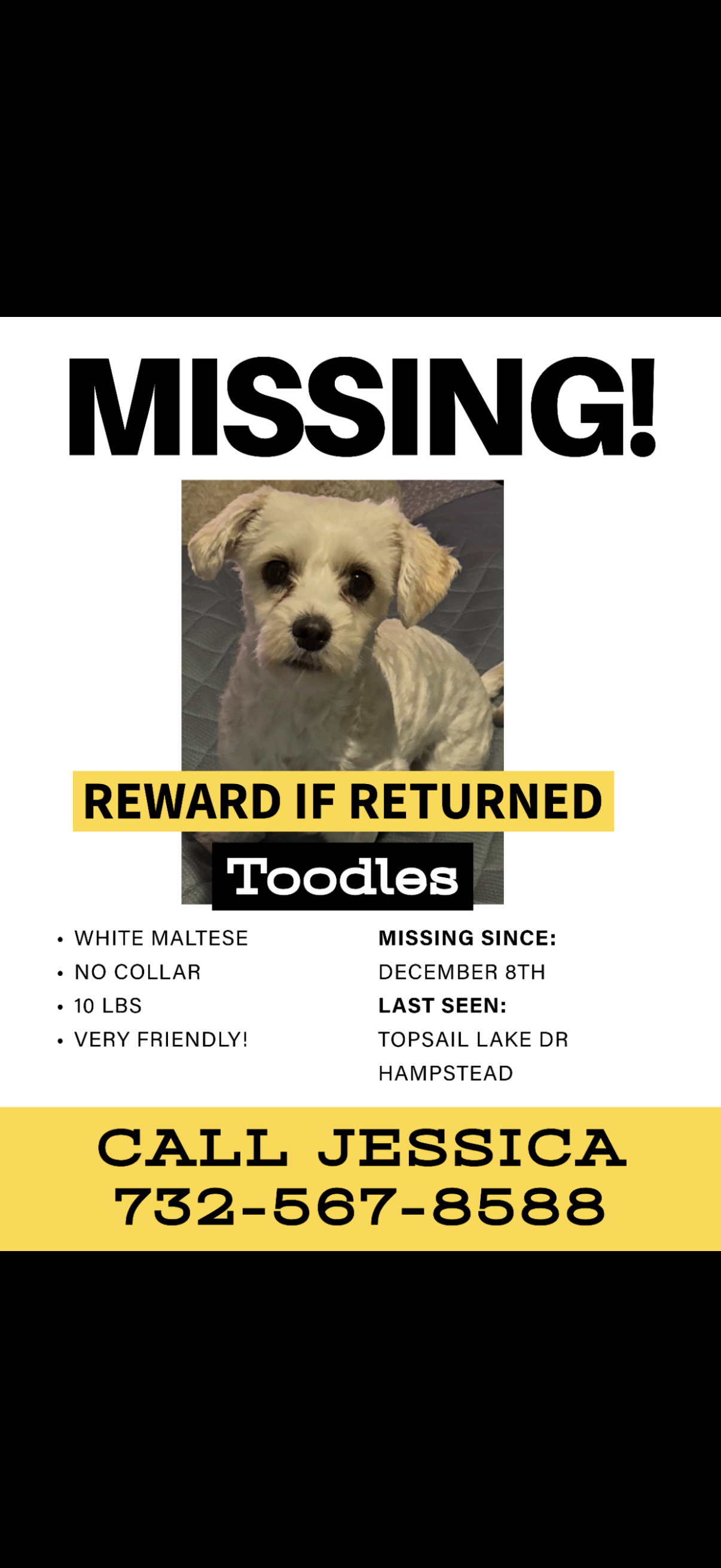 Lost Dog: Friendly White Scruffy Coat