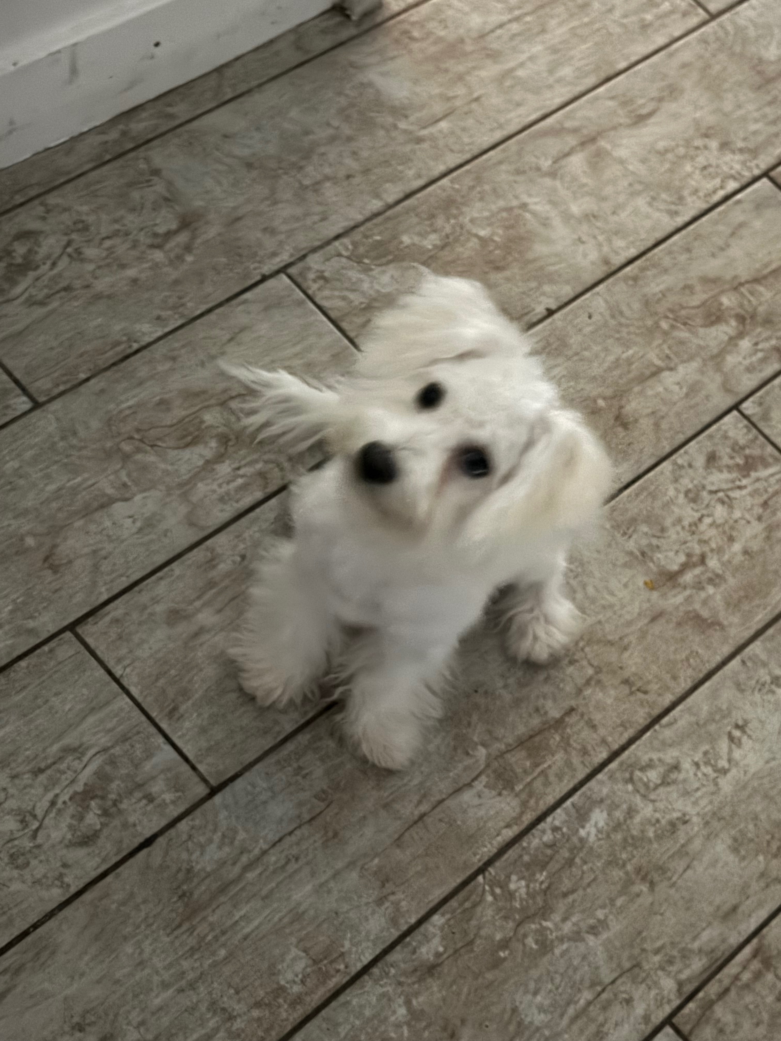 Lost Dog: Unique Eyes, North 89th Ave