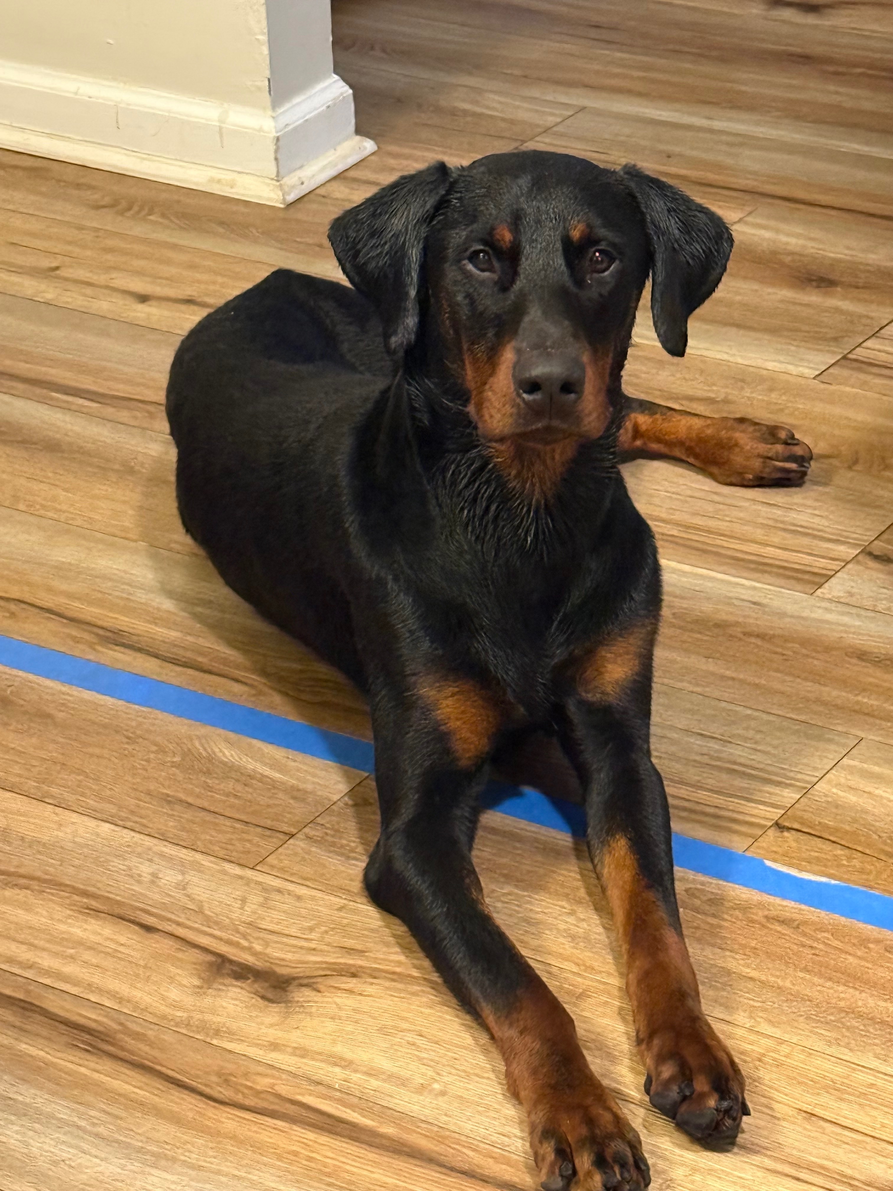 Lost Dog: Floppy Ears in Innsbrook