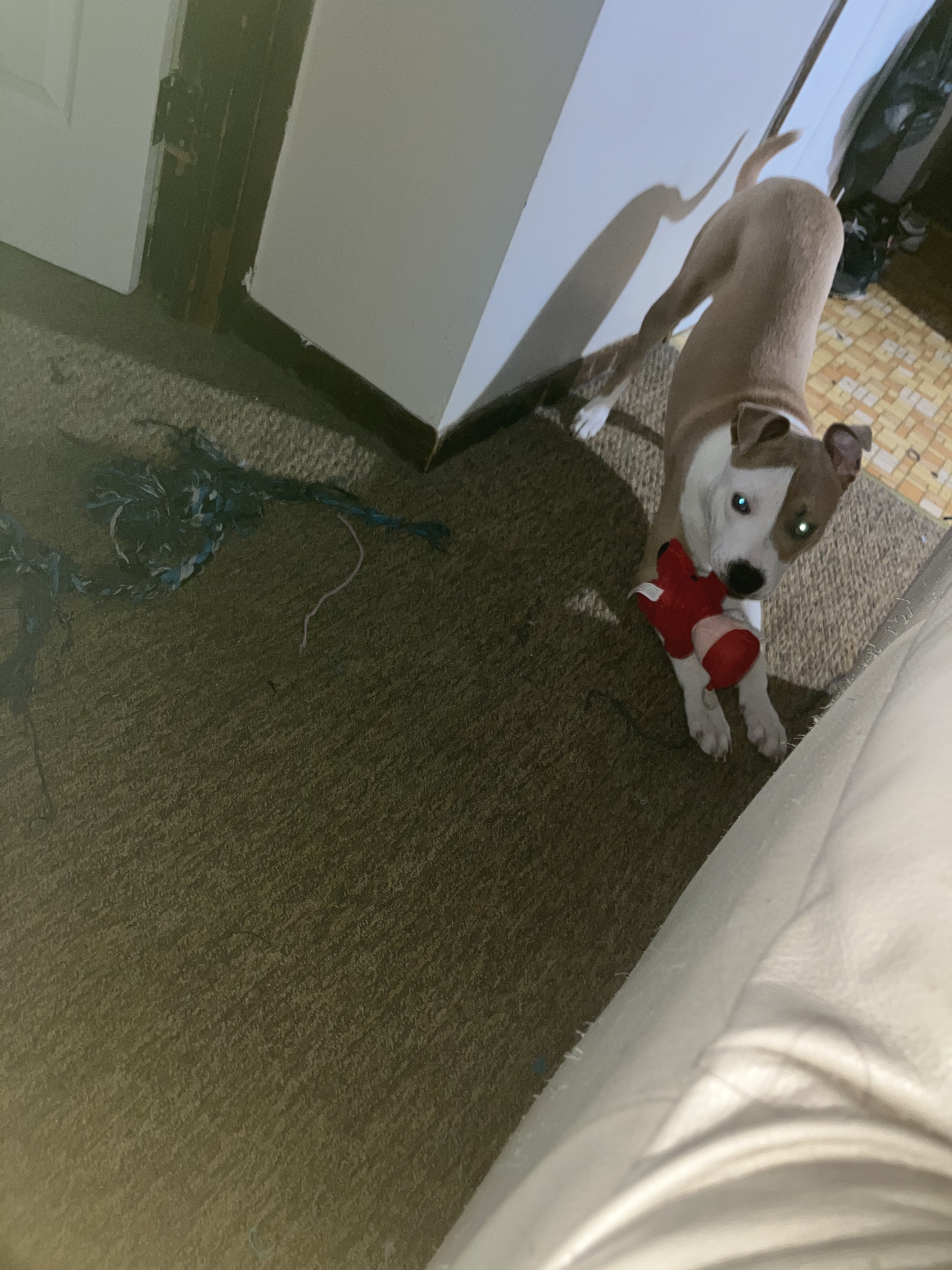 Lost Tan & White Pitbull in Bay City