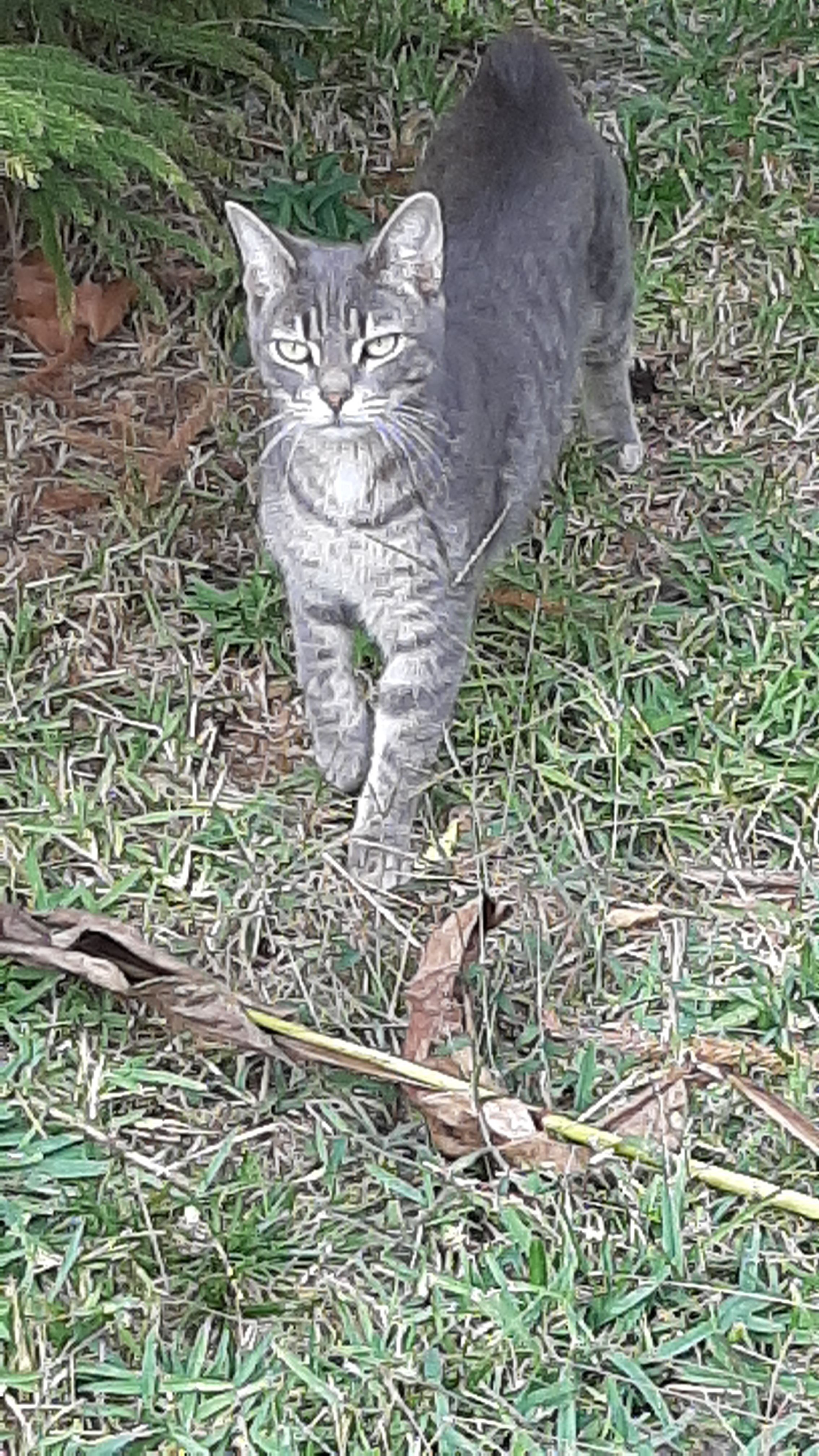 Found: Bobtail Cat, Green Eyes...