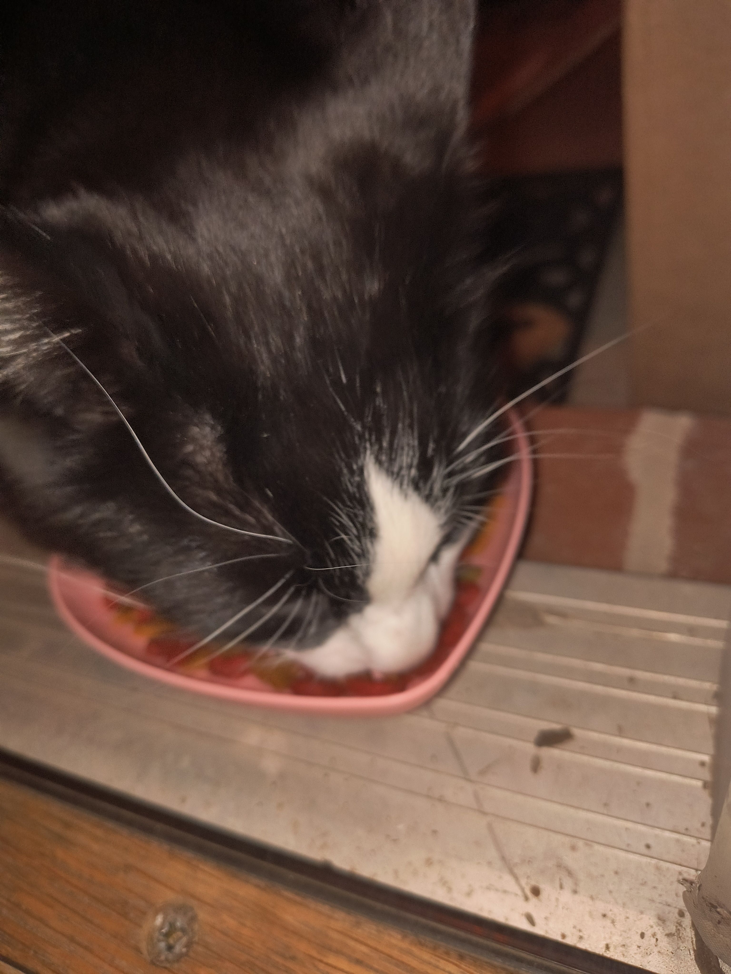 Found: Fluffy Tuxedo Cat in Gi...