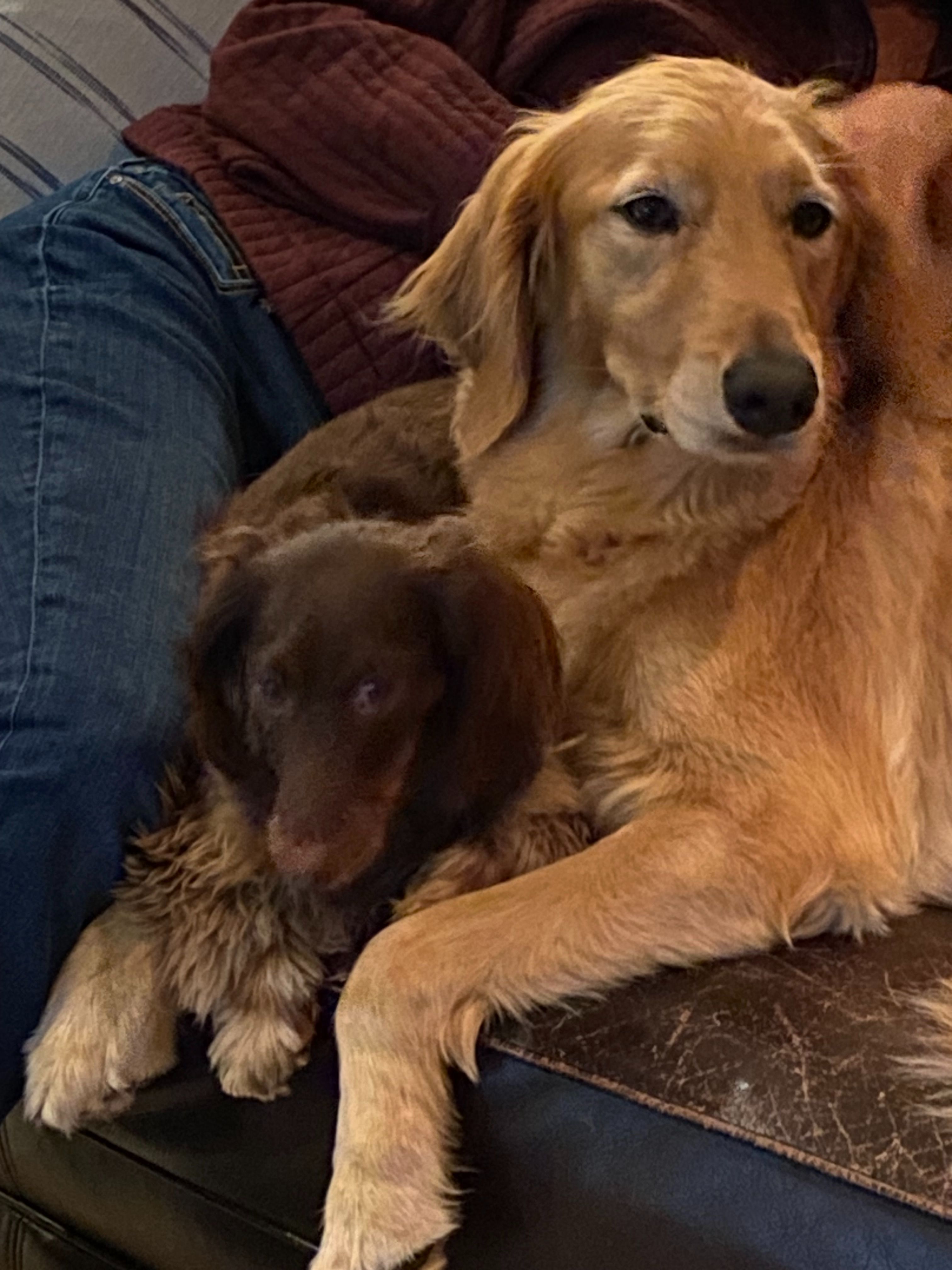 Lost Mini Dachshund - Stony Brook Area