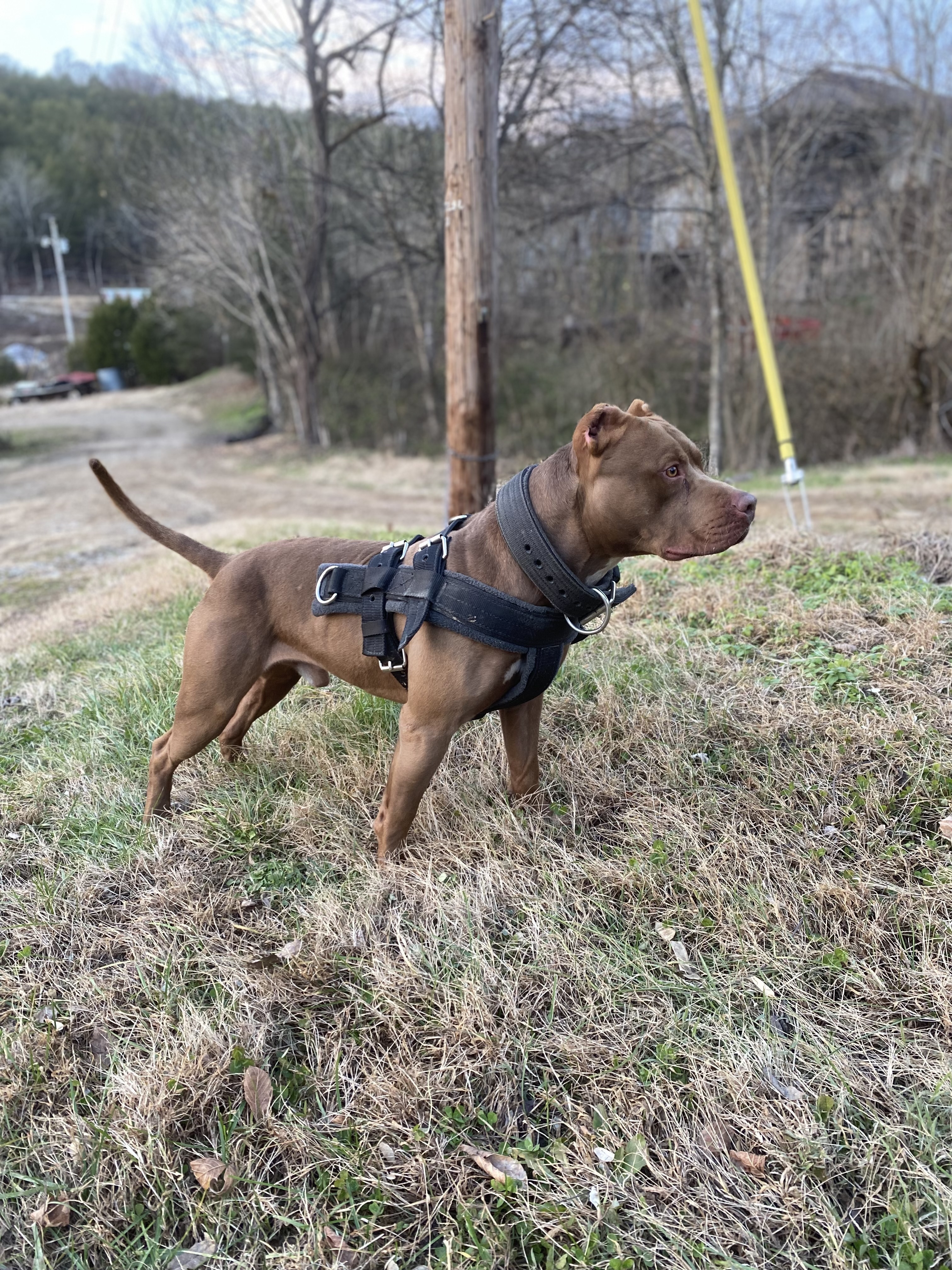 Lost Pitbull: Nyra, Brown & White, Jasper