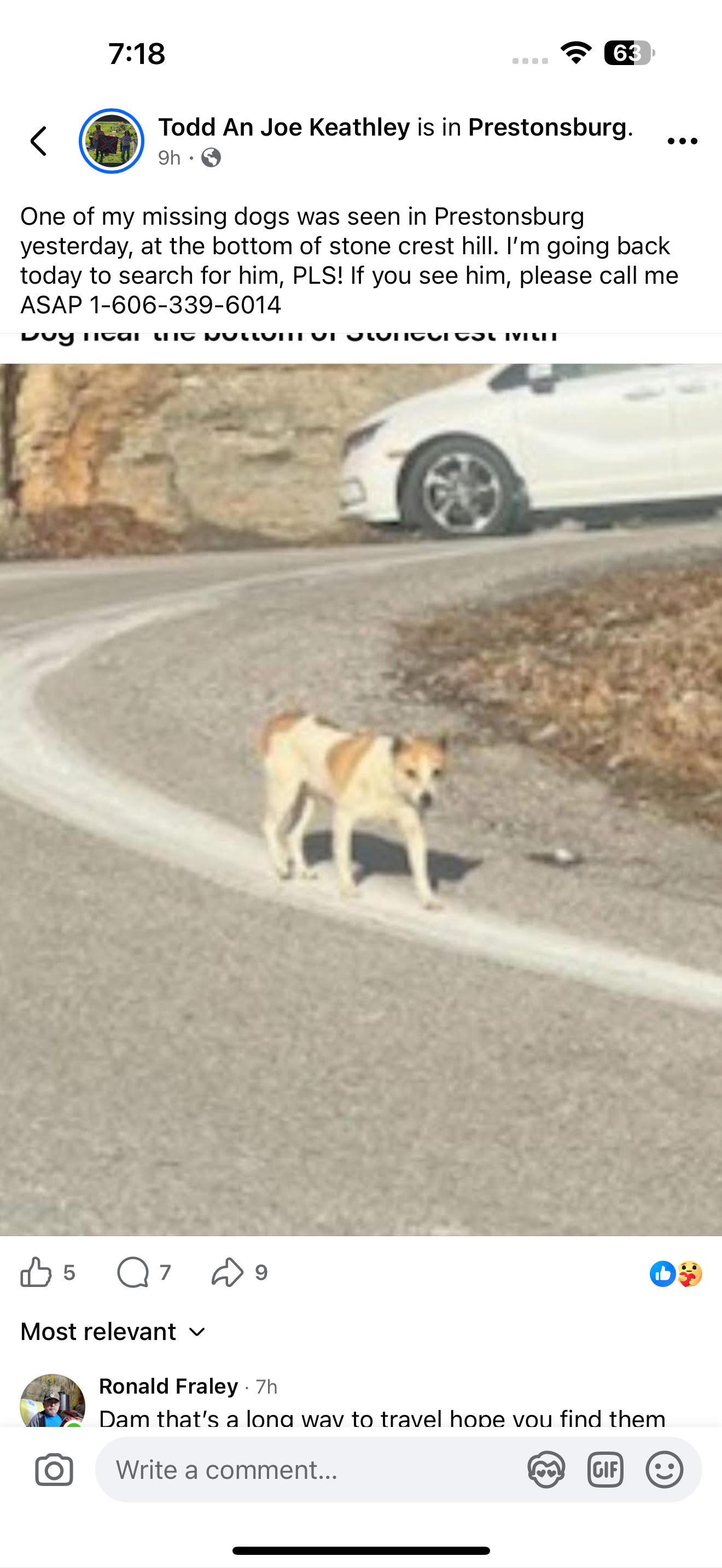 Missing: Brown & White Feist on N Lake Dr