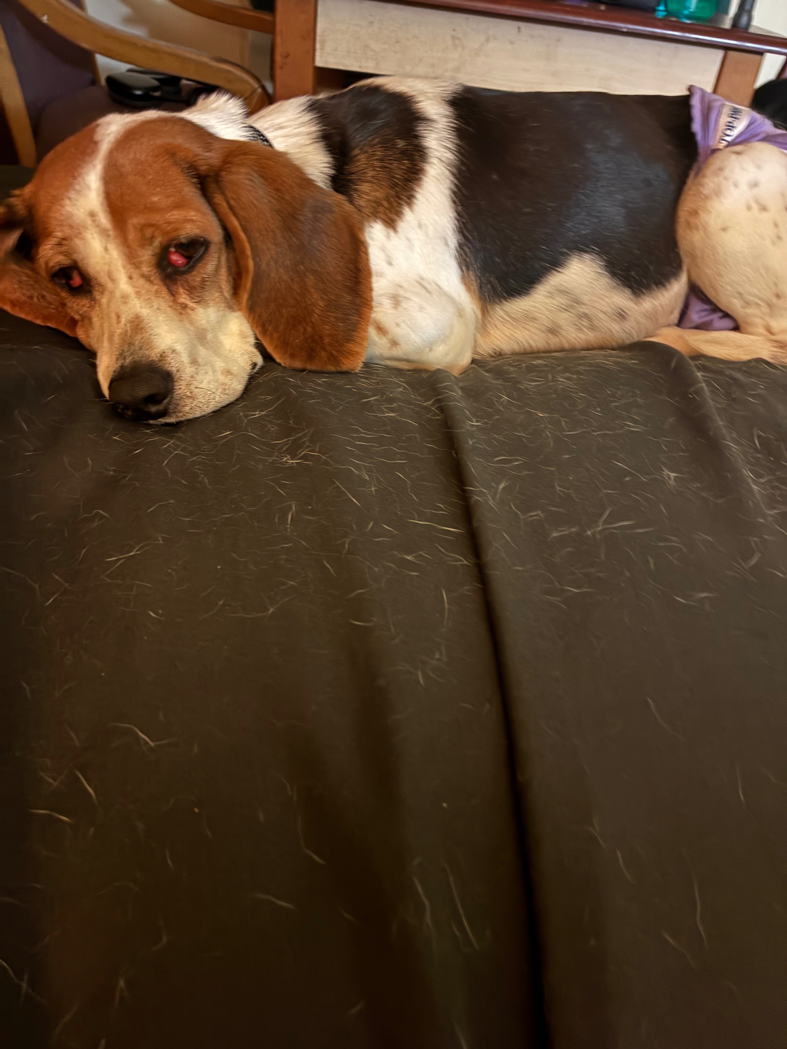 Lost Beagle: Black & White on 33rd St