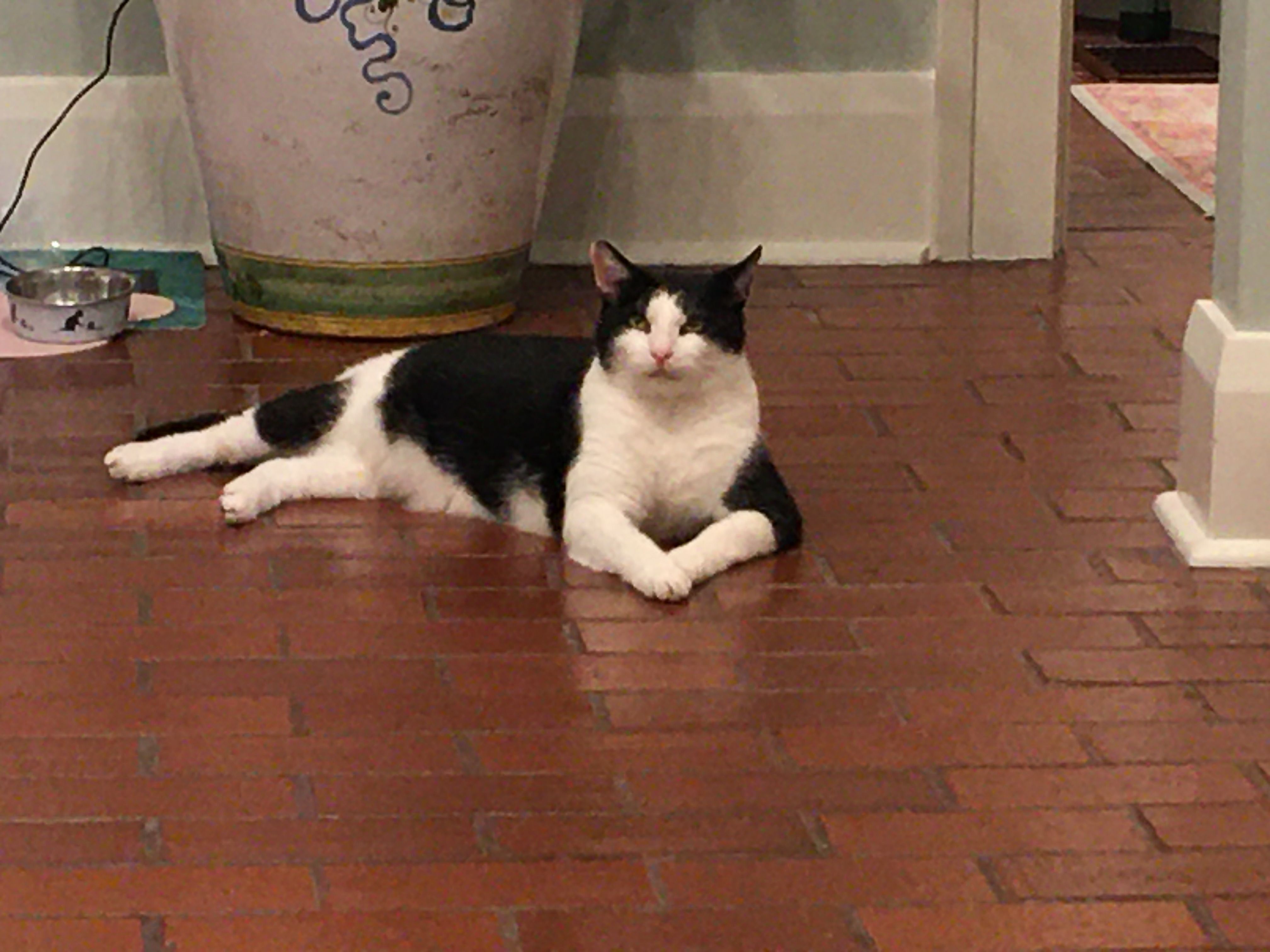 Lost Tuxedo Cat: Friendly & Shy in Tampa
