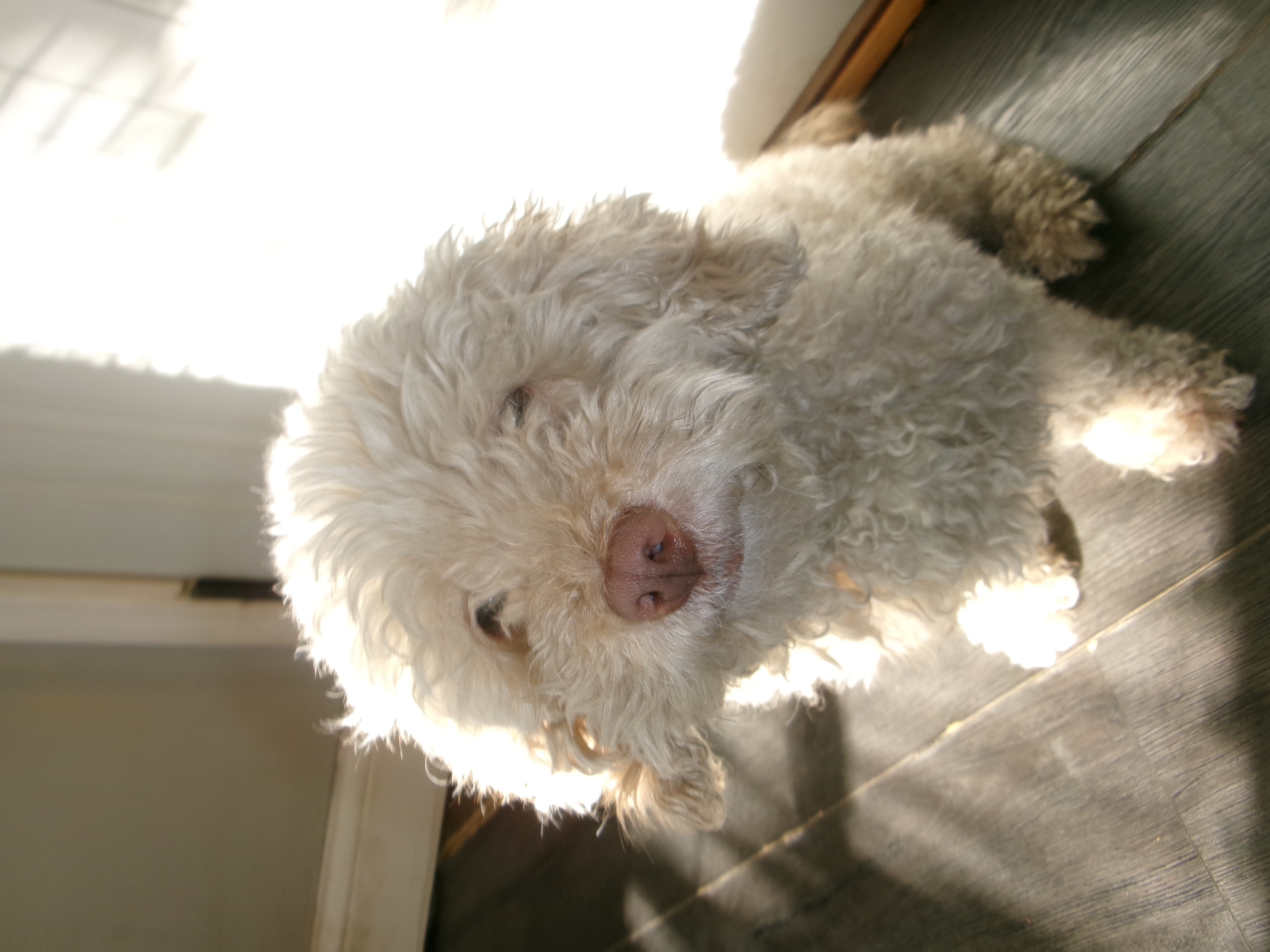 Lost Beige Dog with Hazel Eyes - Chicago