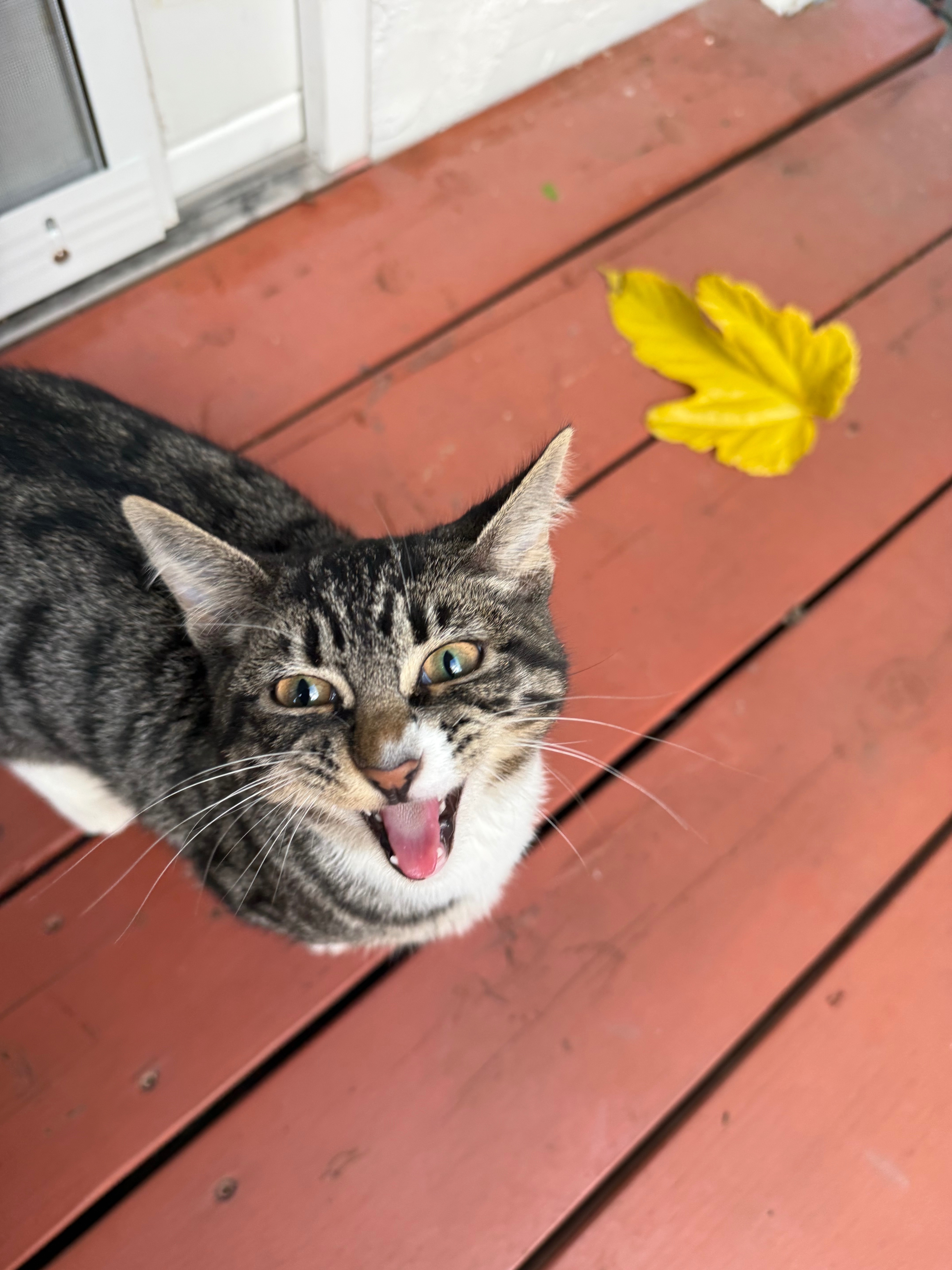 Found Cat on Deerfield Dr, San...