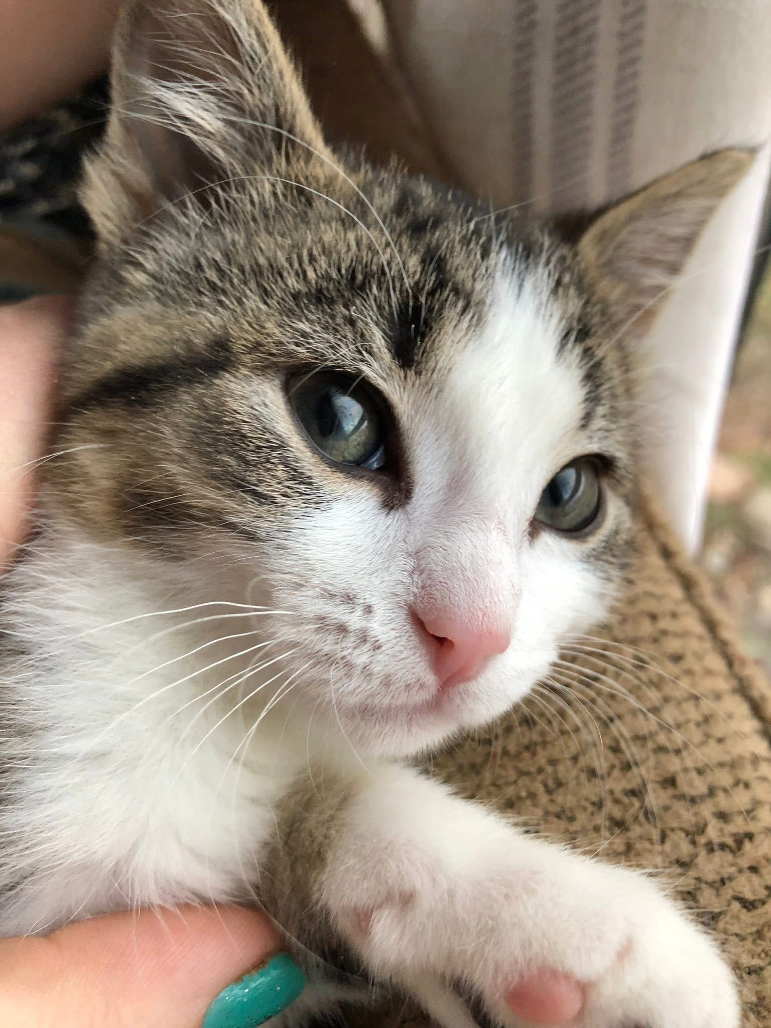 Lost: Beloved Kitten Amari in Breckenridge