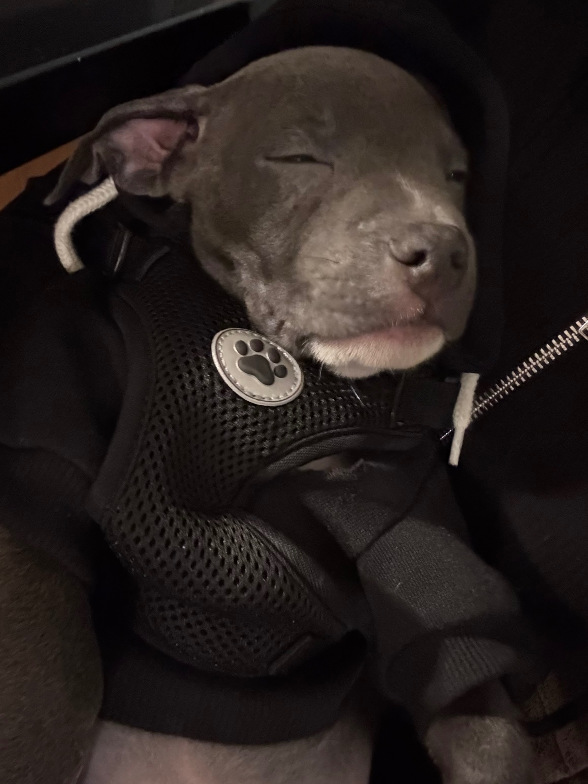 Lost Puppy in Sweater on Peckham St.