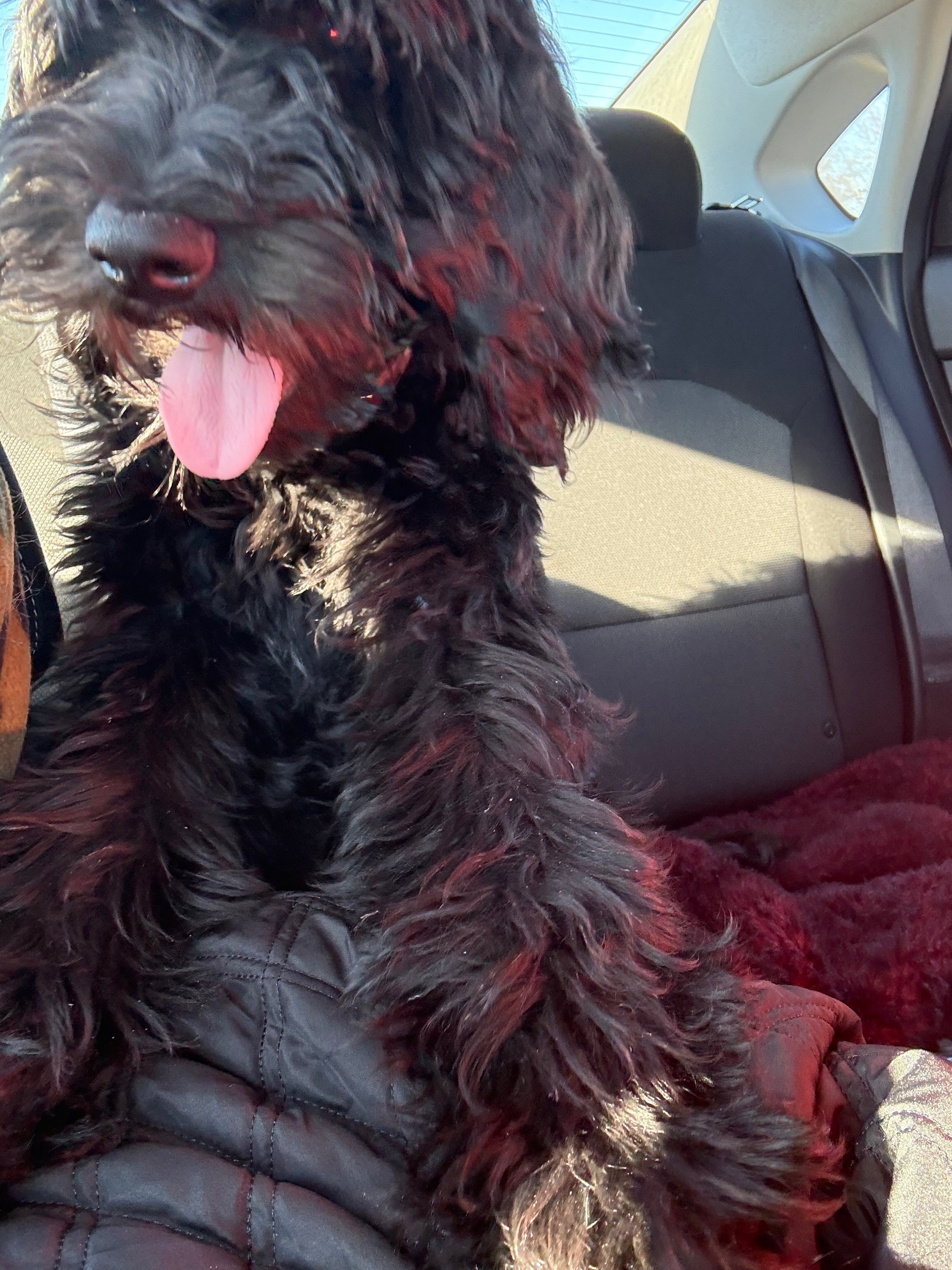 Lost Dog: Pink Collar on Bailey Ave