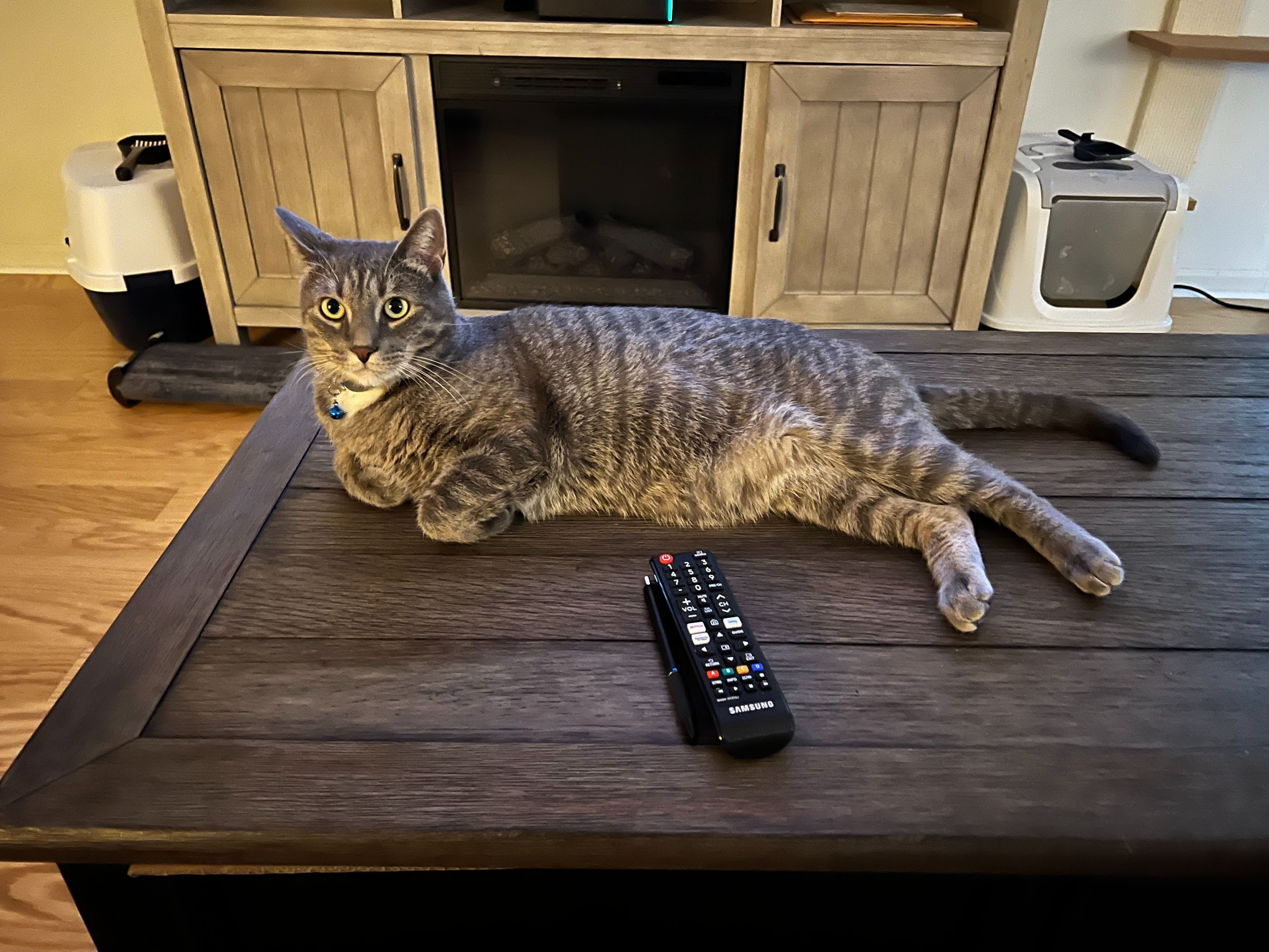 Lost Gray Tabby: Tito Needs Your Help!