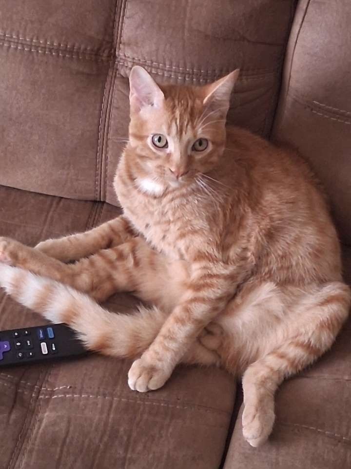 Missing: Orange Tabby from Walding Rd