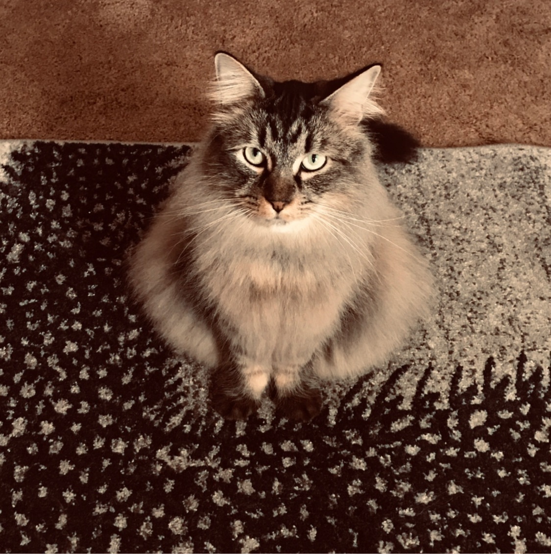 Lost Multicolored Cat: Shy & Wild-Looking