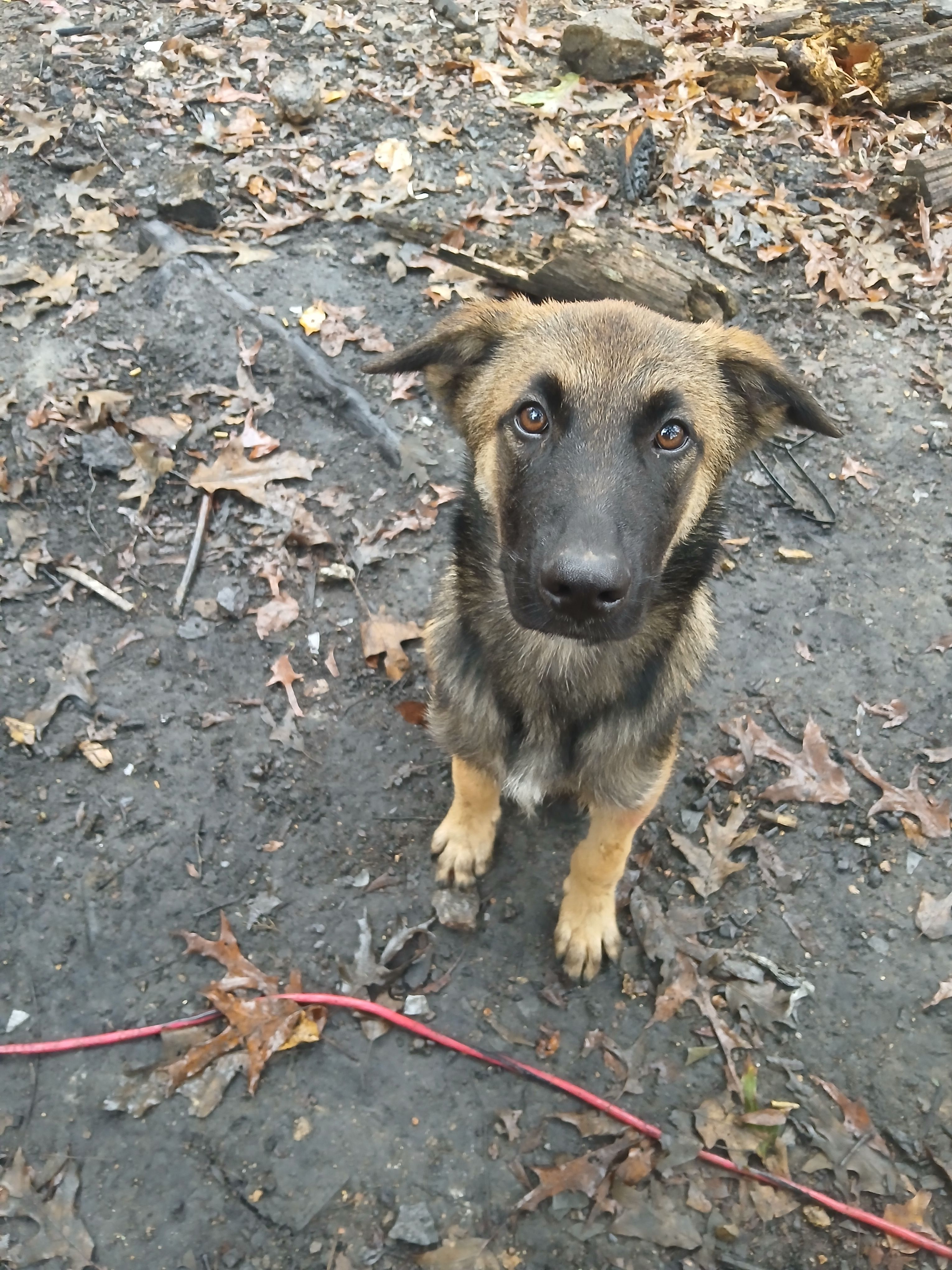 Lost German Shepherd on Canary Road