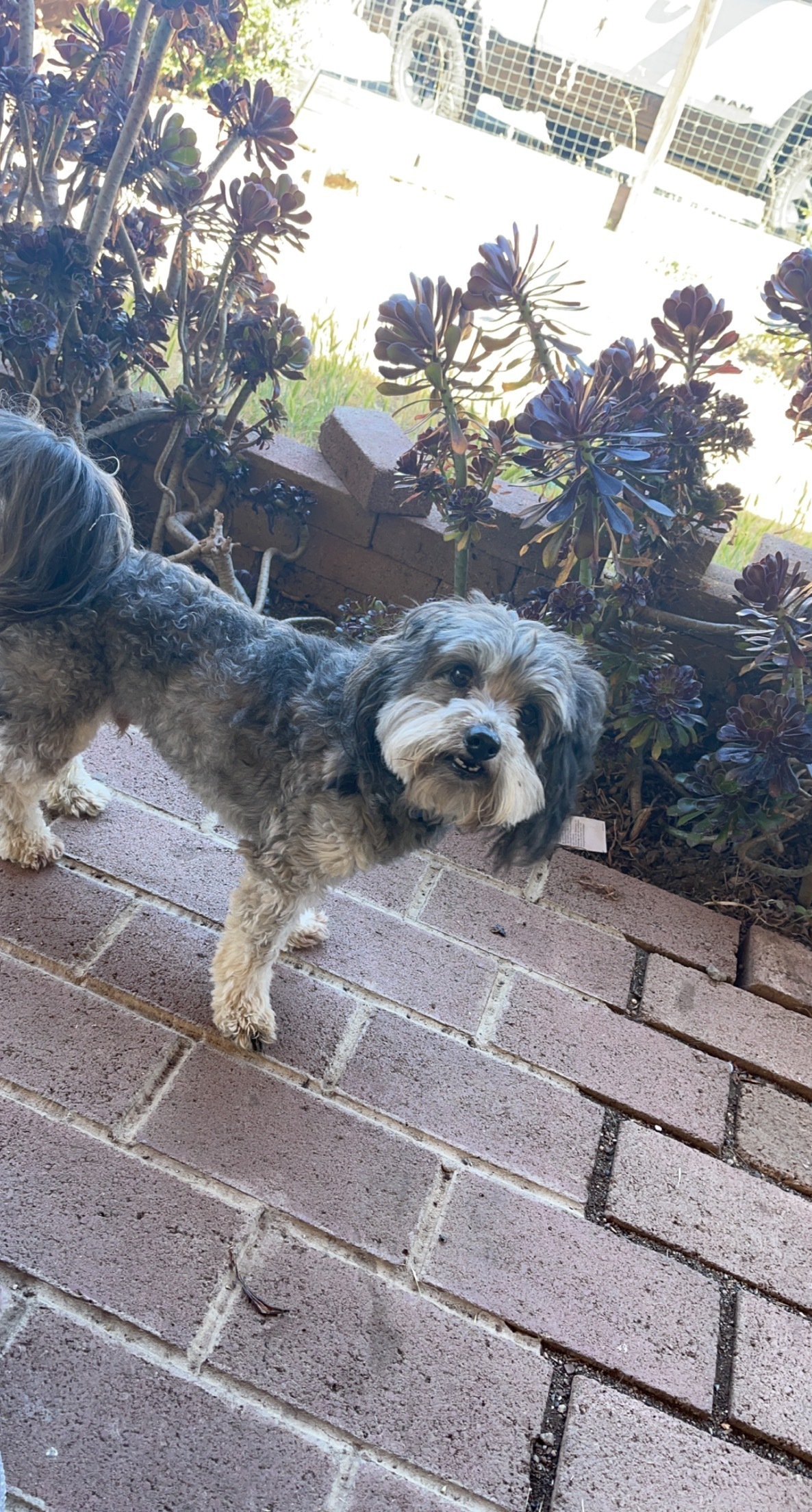 Lost Gray & Black Poodle Mix - Lucerne