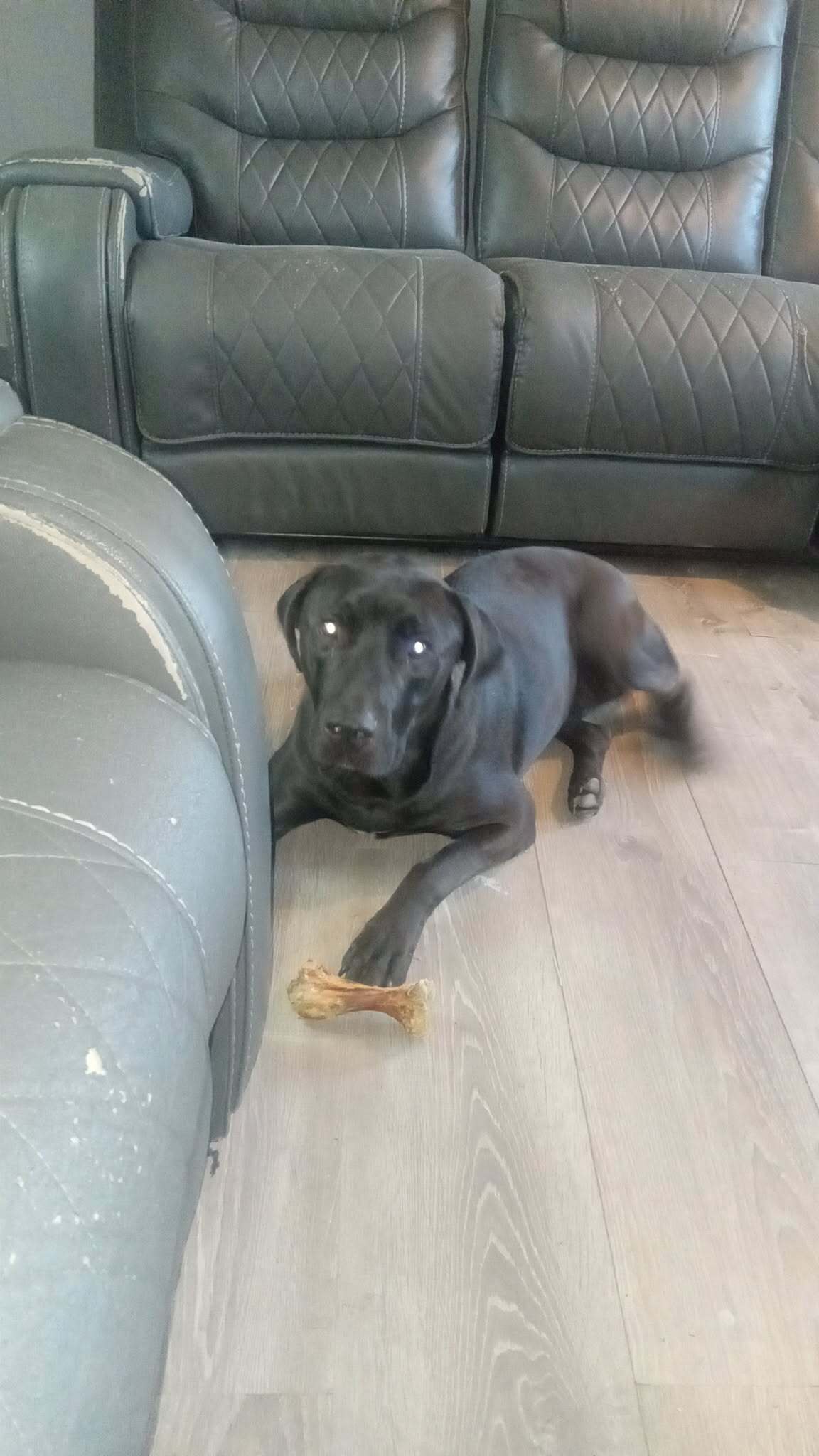 Help Find Our Lost Black Lab Mix!