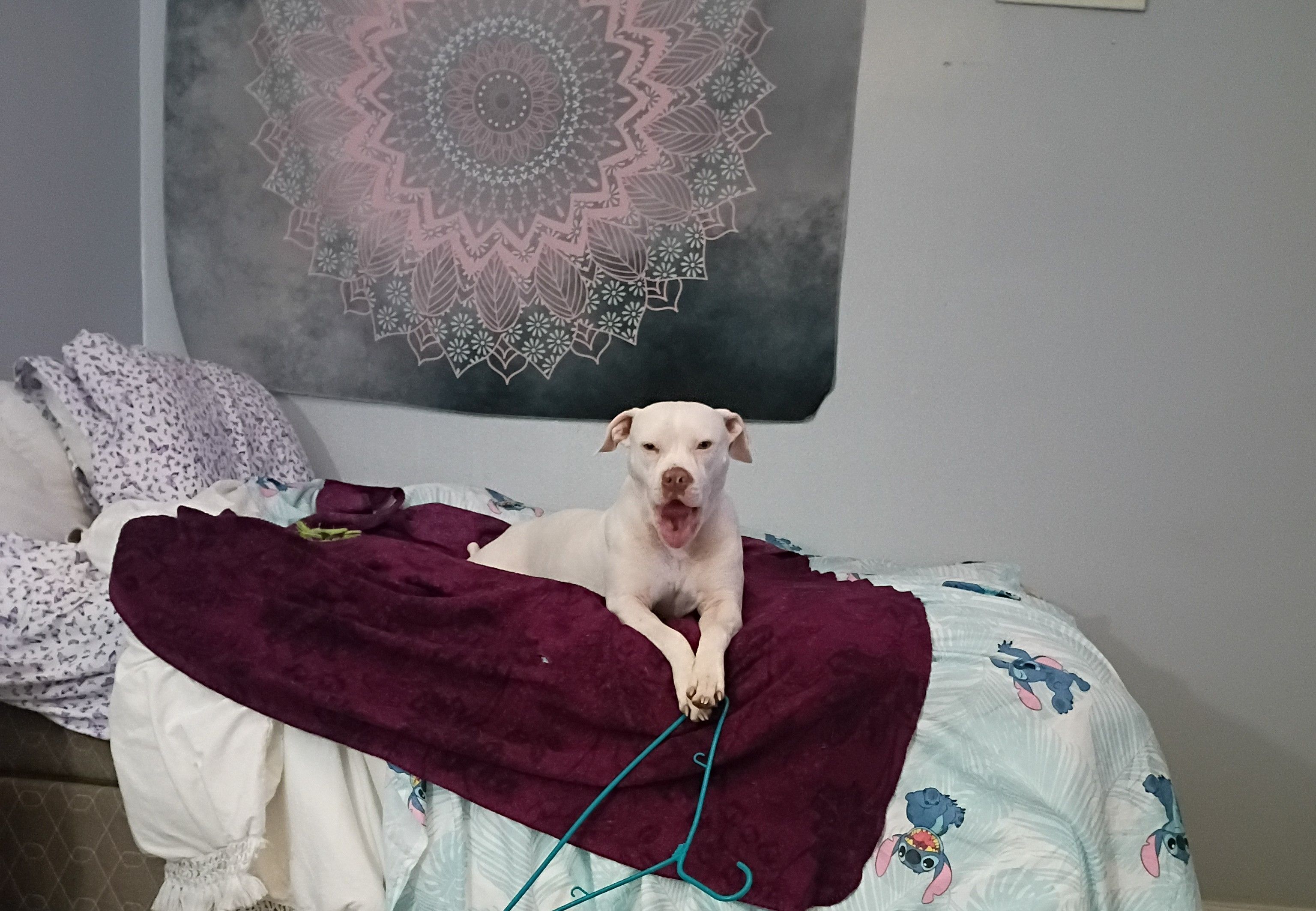 Lost Dogs Luna & Loki: Help Find Them!