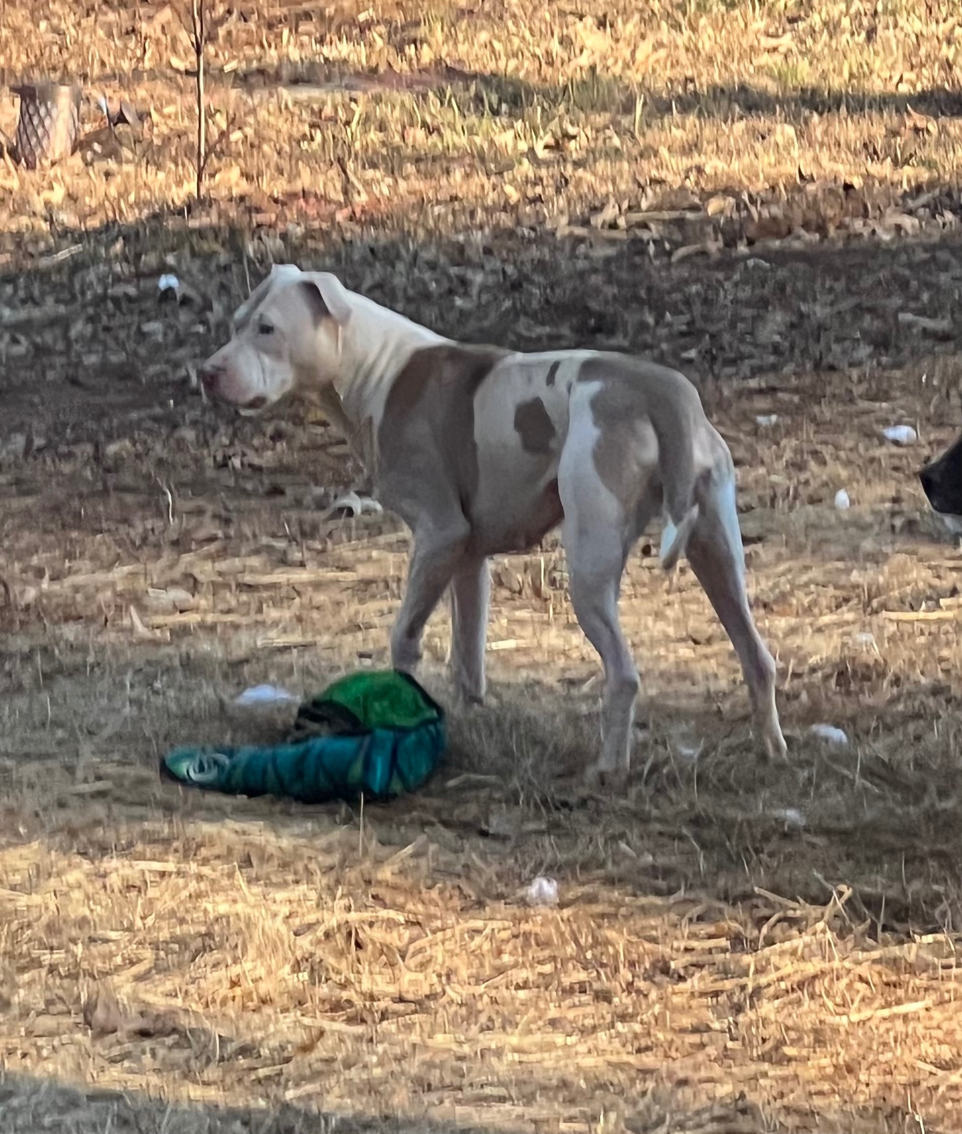 Lost Dog: White/Brown, Hernia...