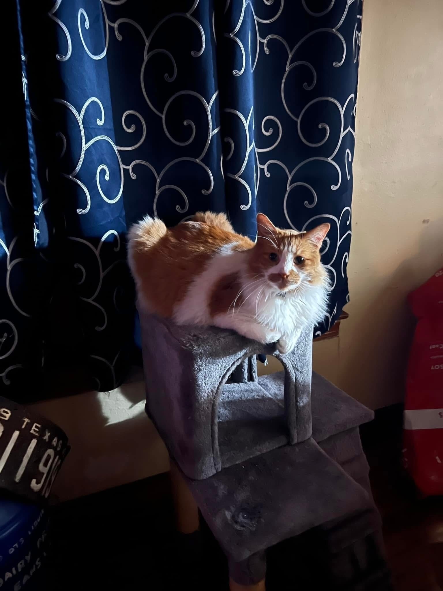 Lost Large Orange & White Cat in Cedar Hill