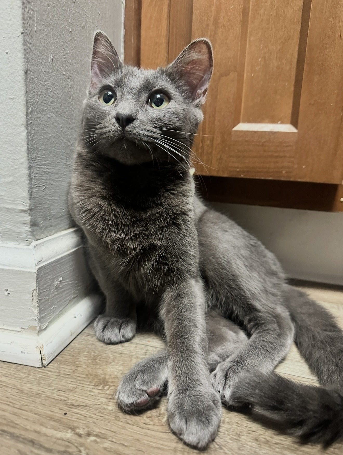 Lost Cat Binx: Seen Near Duxbu...