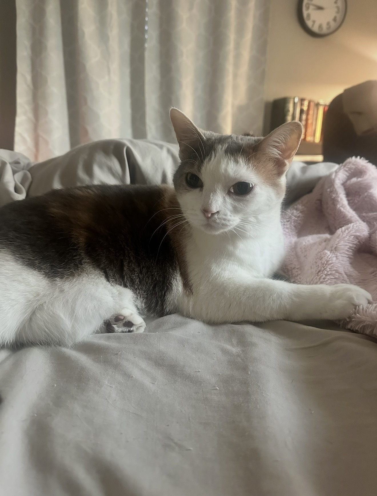 Help Find Tete: Lost Calico in...