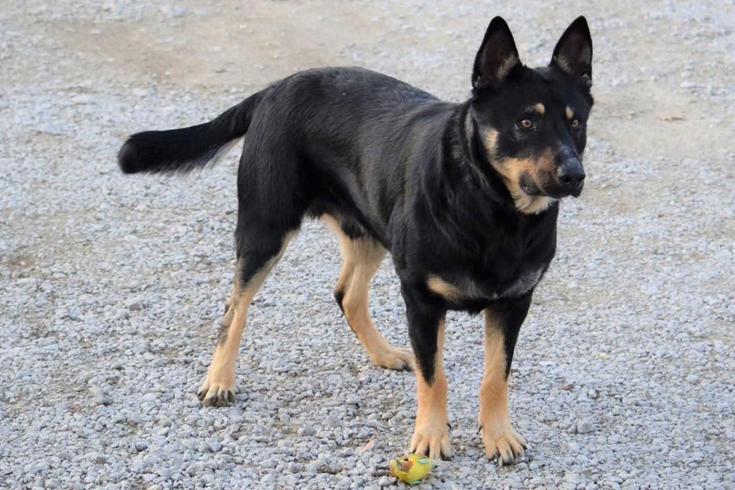 Friendly Lost Dog on County Ro...