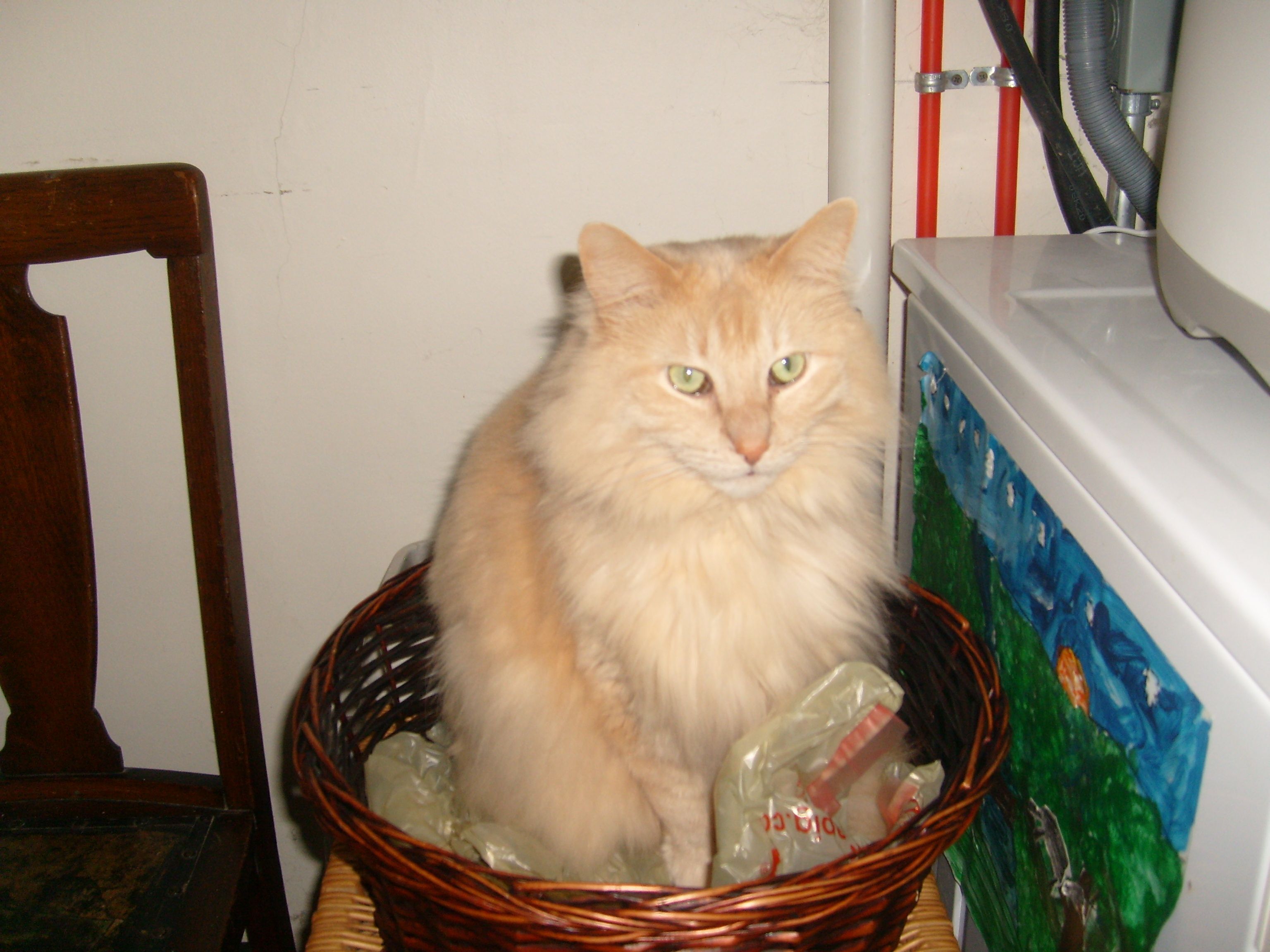 Lost Golden Cat in Little Chut...