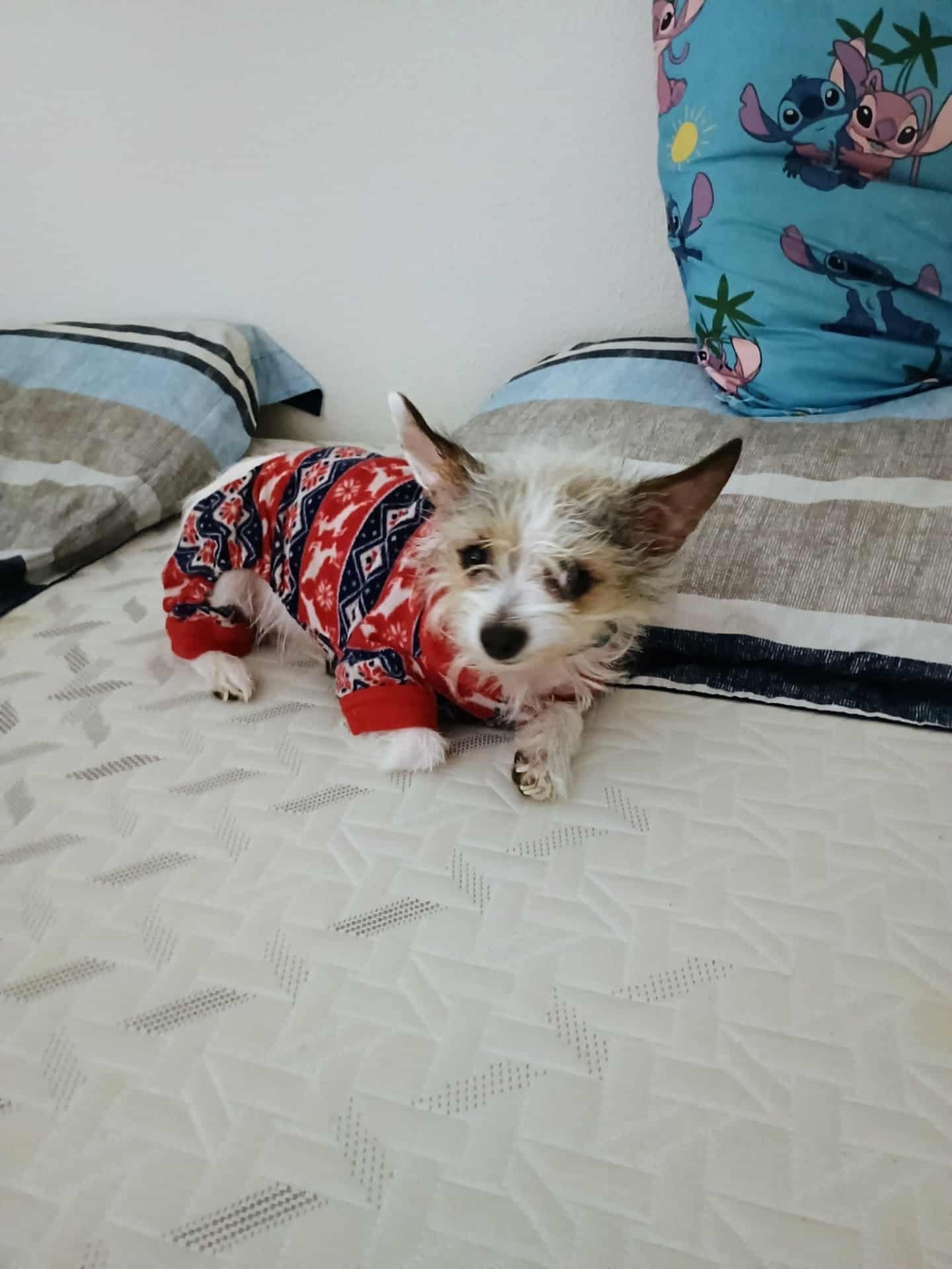 Lost Yorkie Mix: Red Hoodie, A...
