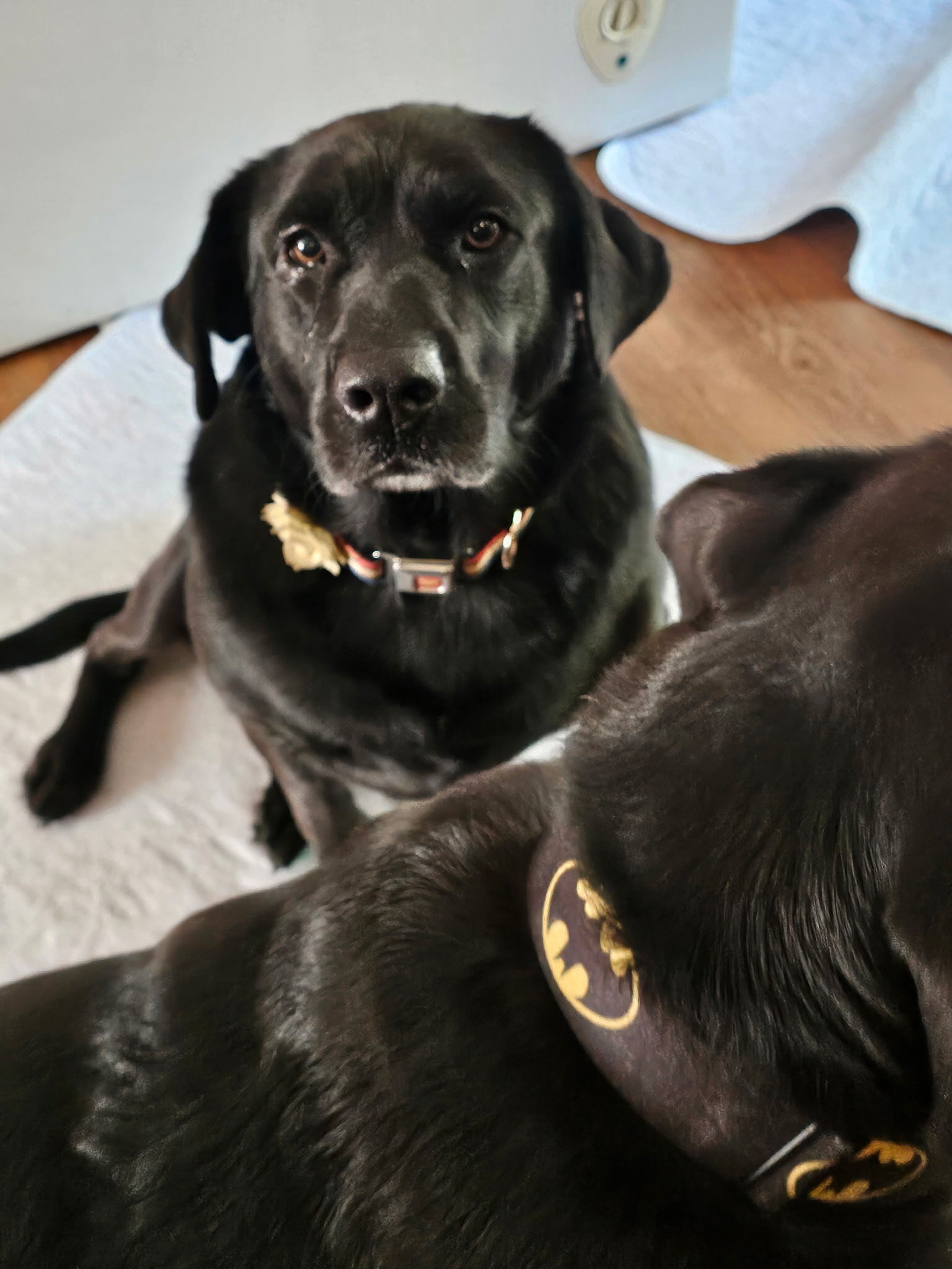 Lost Black Lab: Wonder Woman Collar