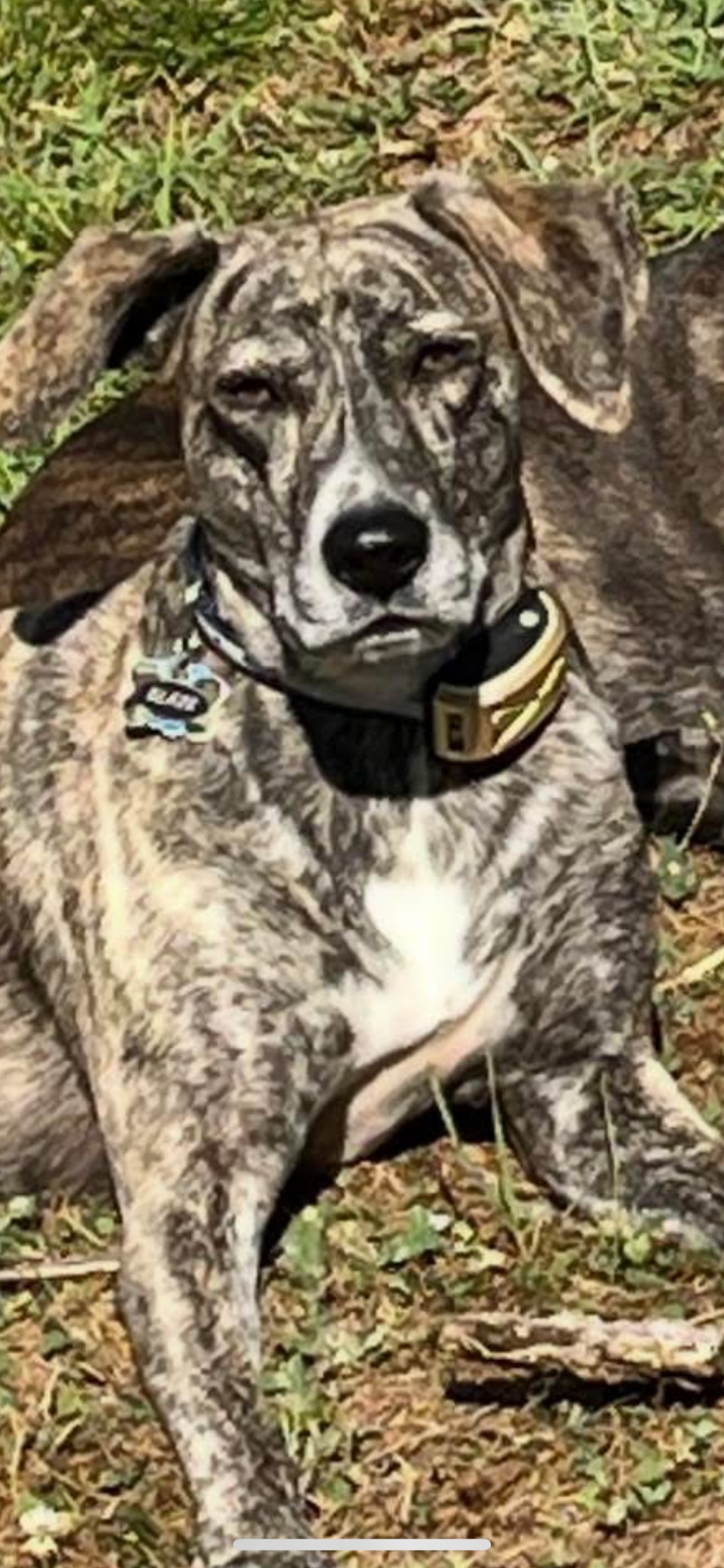Lost Dog: Friendly Blue/Gray Brindle