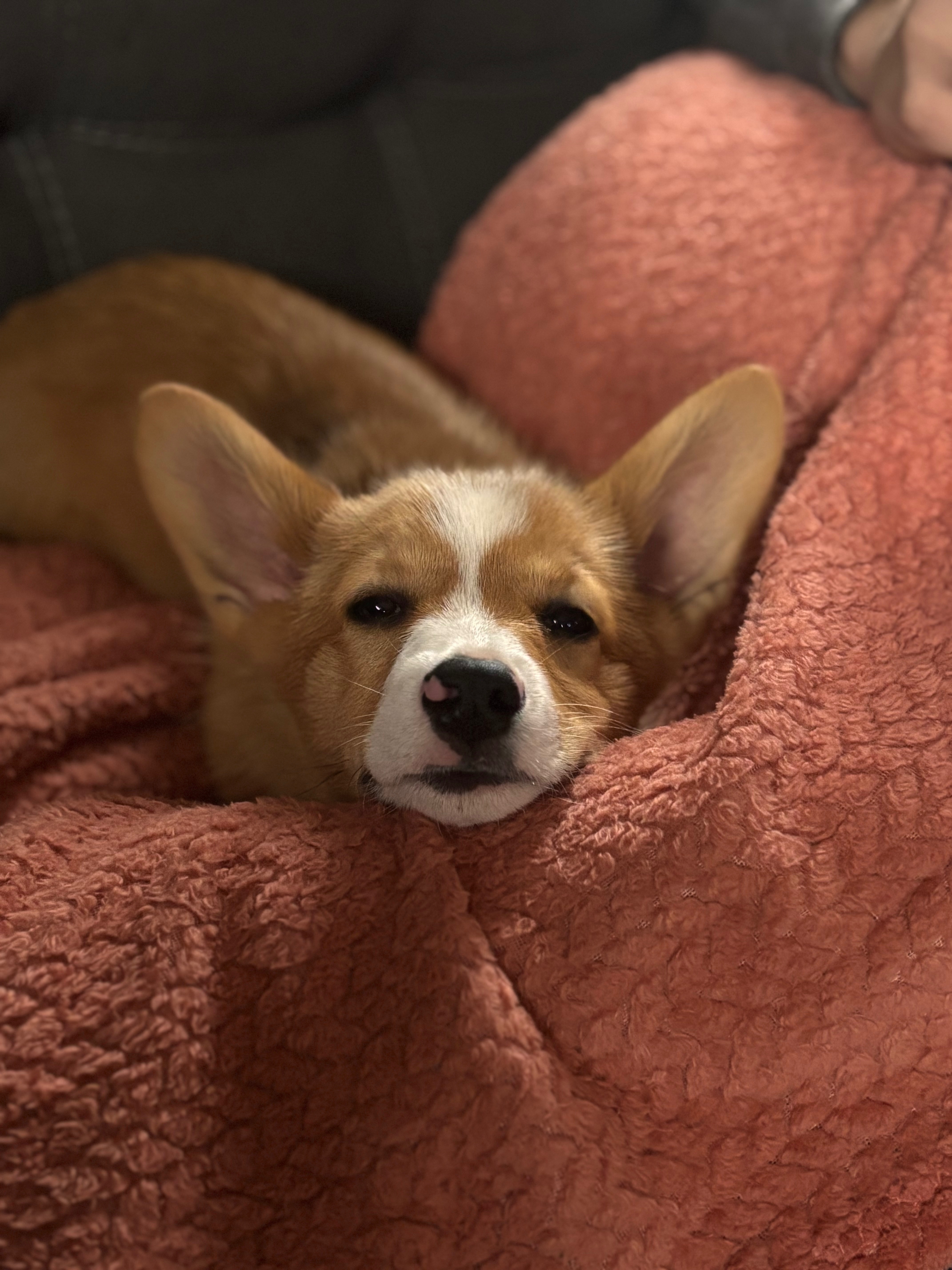 Lost: Orange & White Corgi on Teakwood Dr