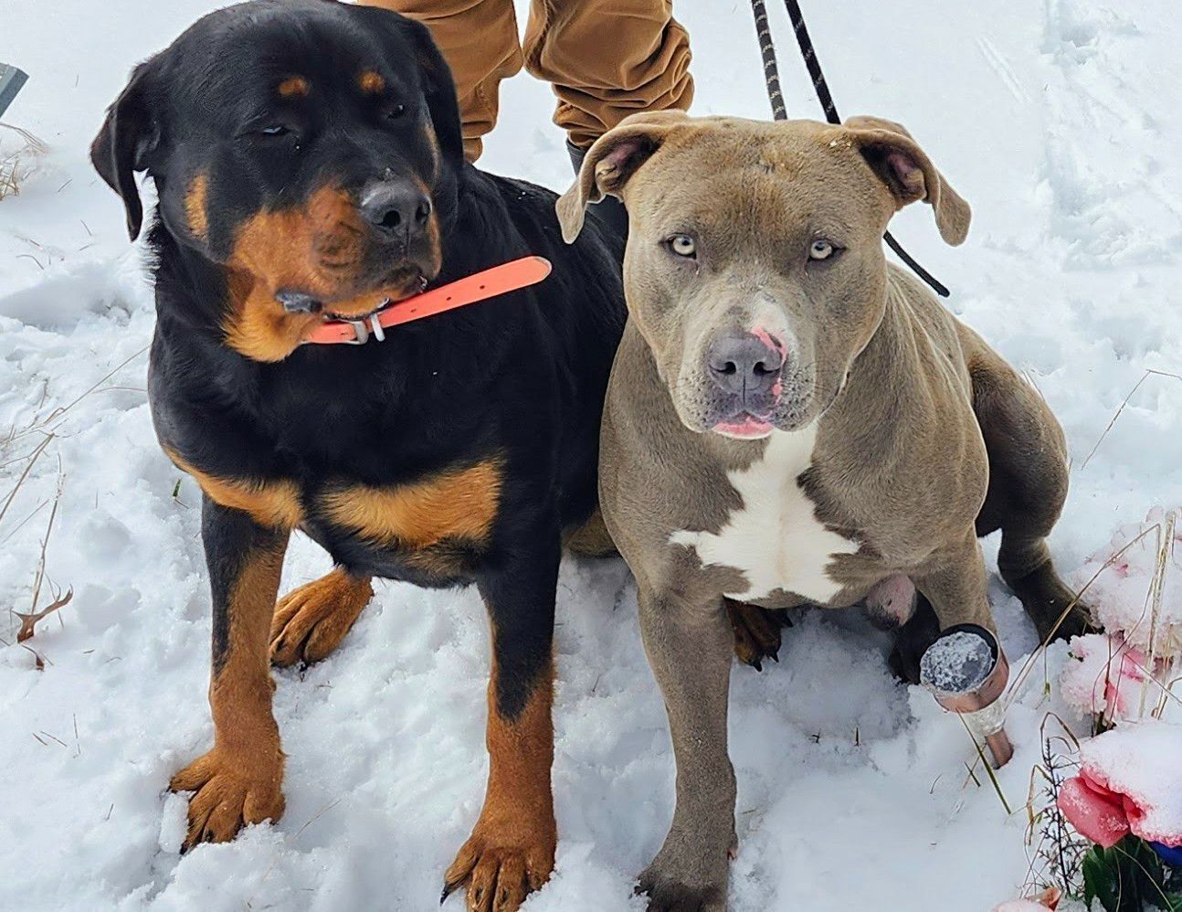 Lost Brown Pit Bull: Blue Tag in Arkadelphia